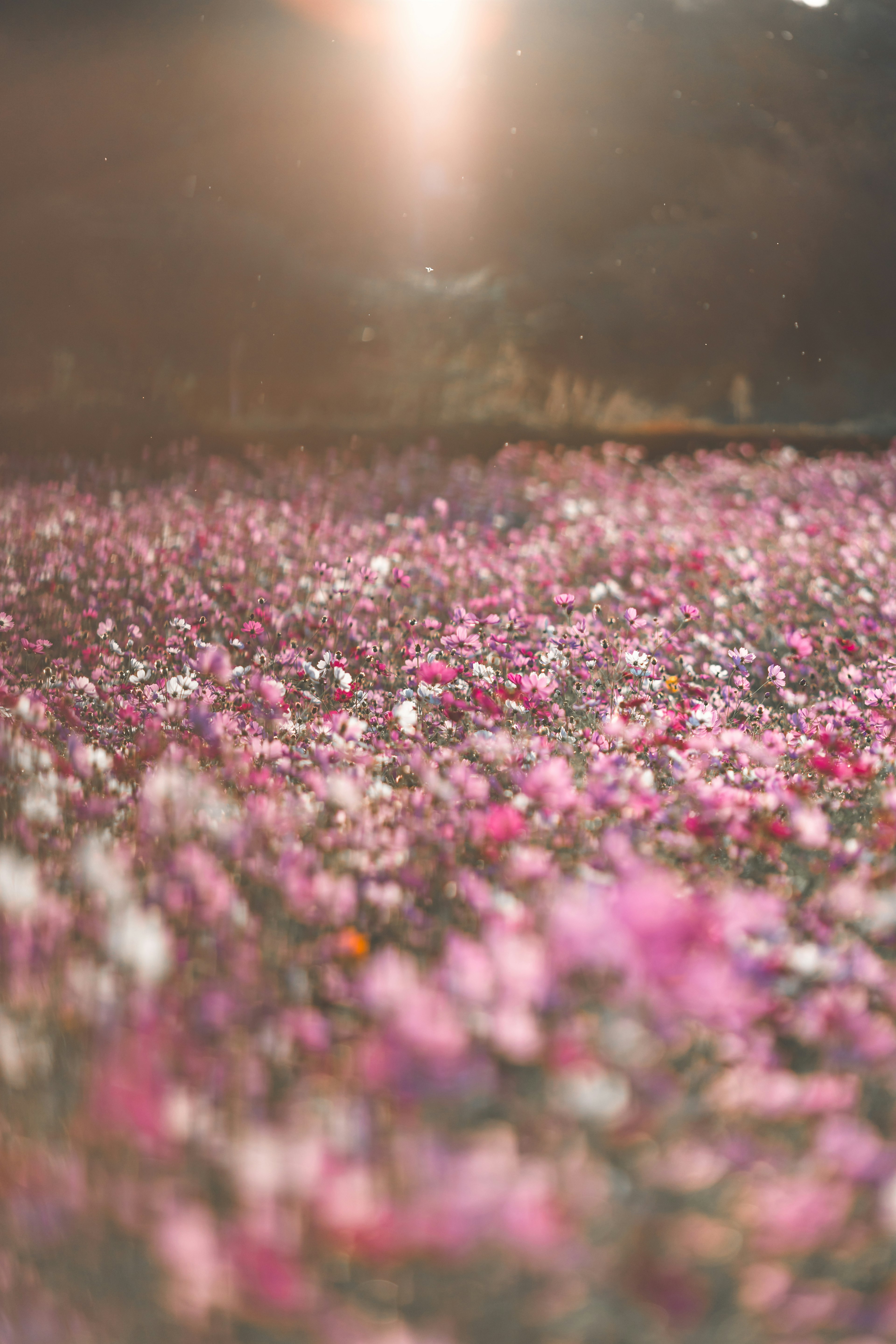 Ein lebendiges Feld aus bunten Blumen im Weichzeichner