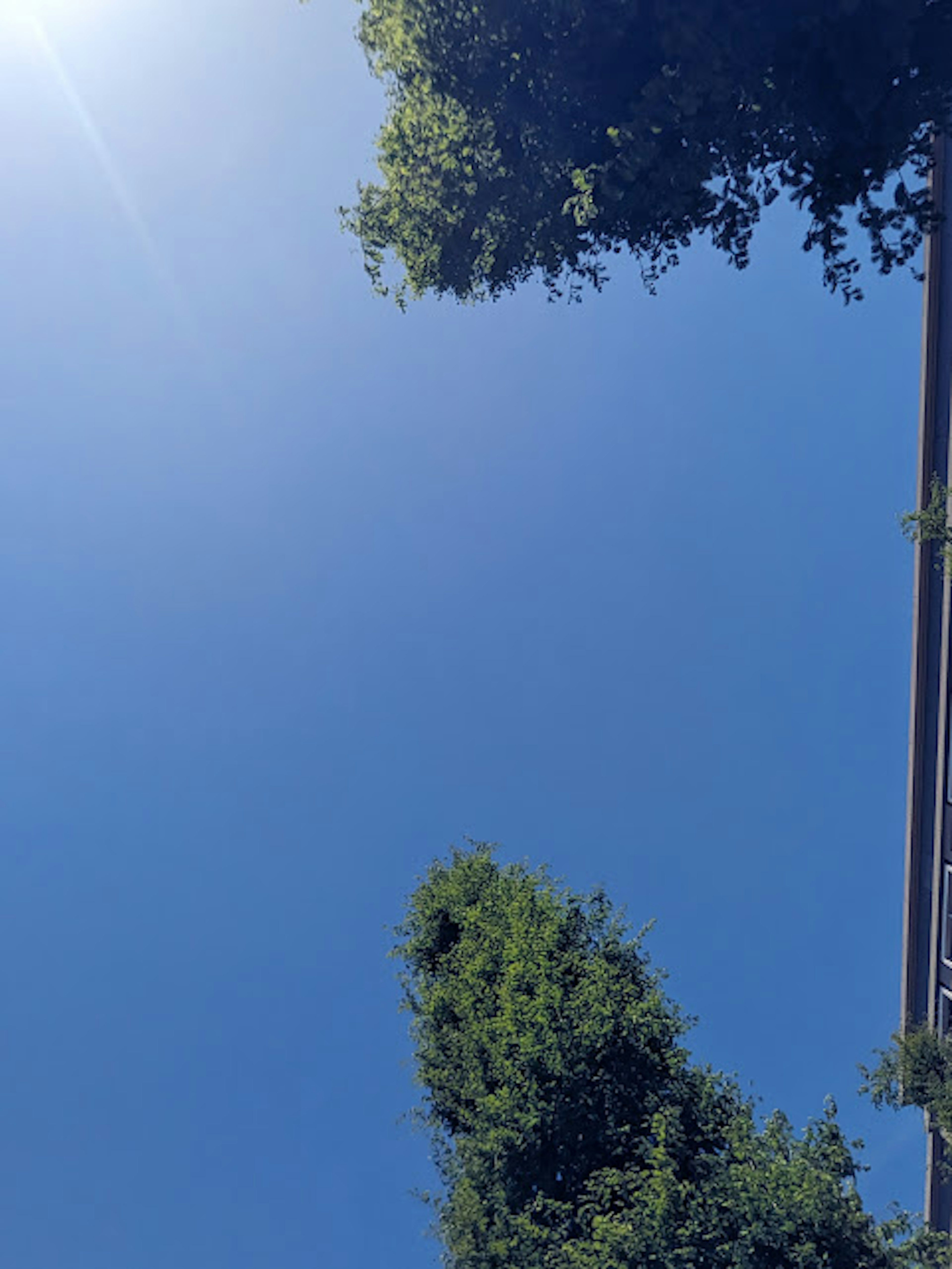 Immagine che mostra un cielo blu chiaro con le cime degli alberi verdi