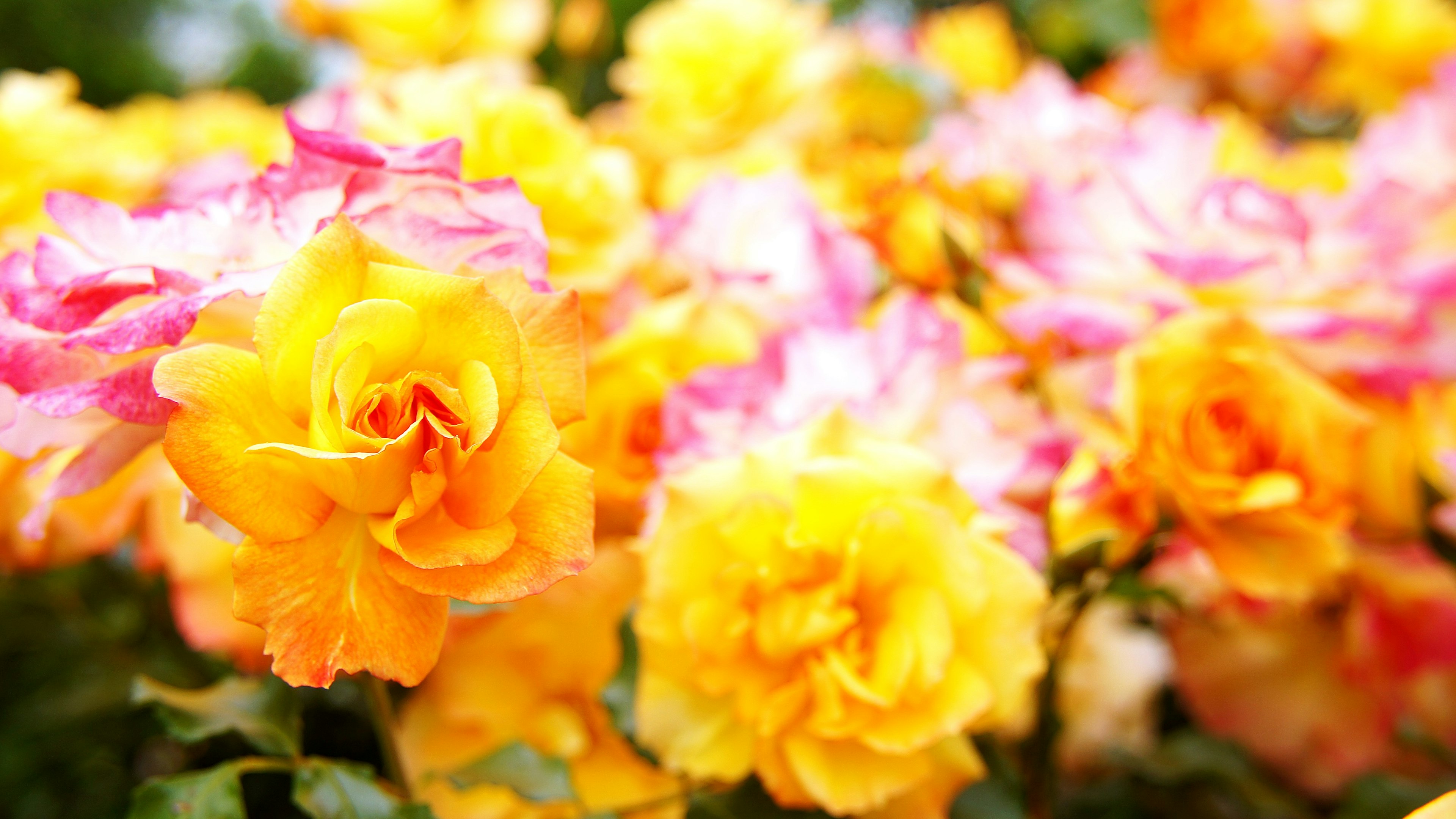 色鮮やかな黄色とピンクのバラの花が咲いている様子