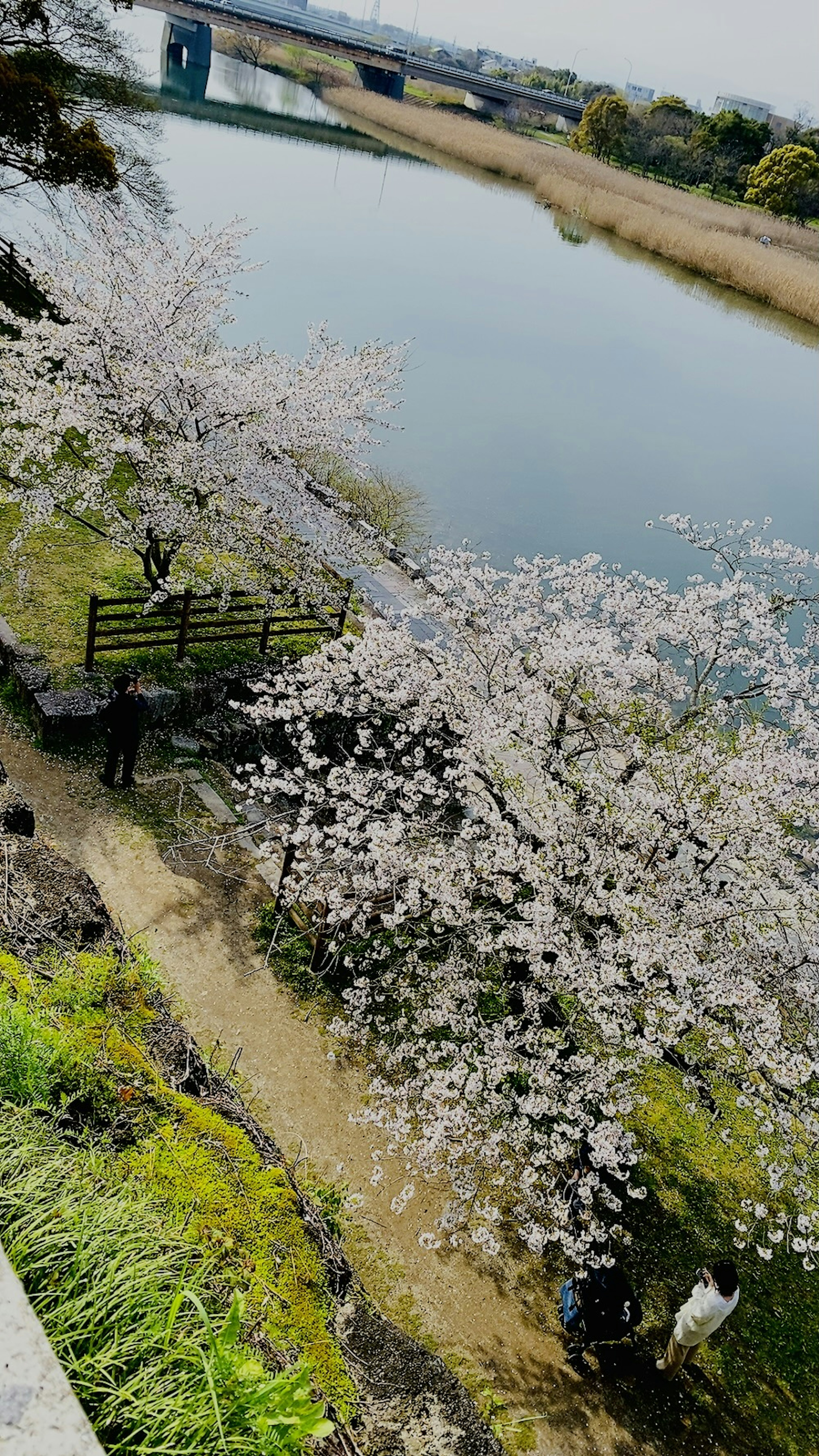 Scenic view of cherry blossom trees along a river