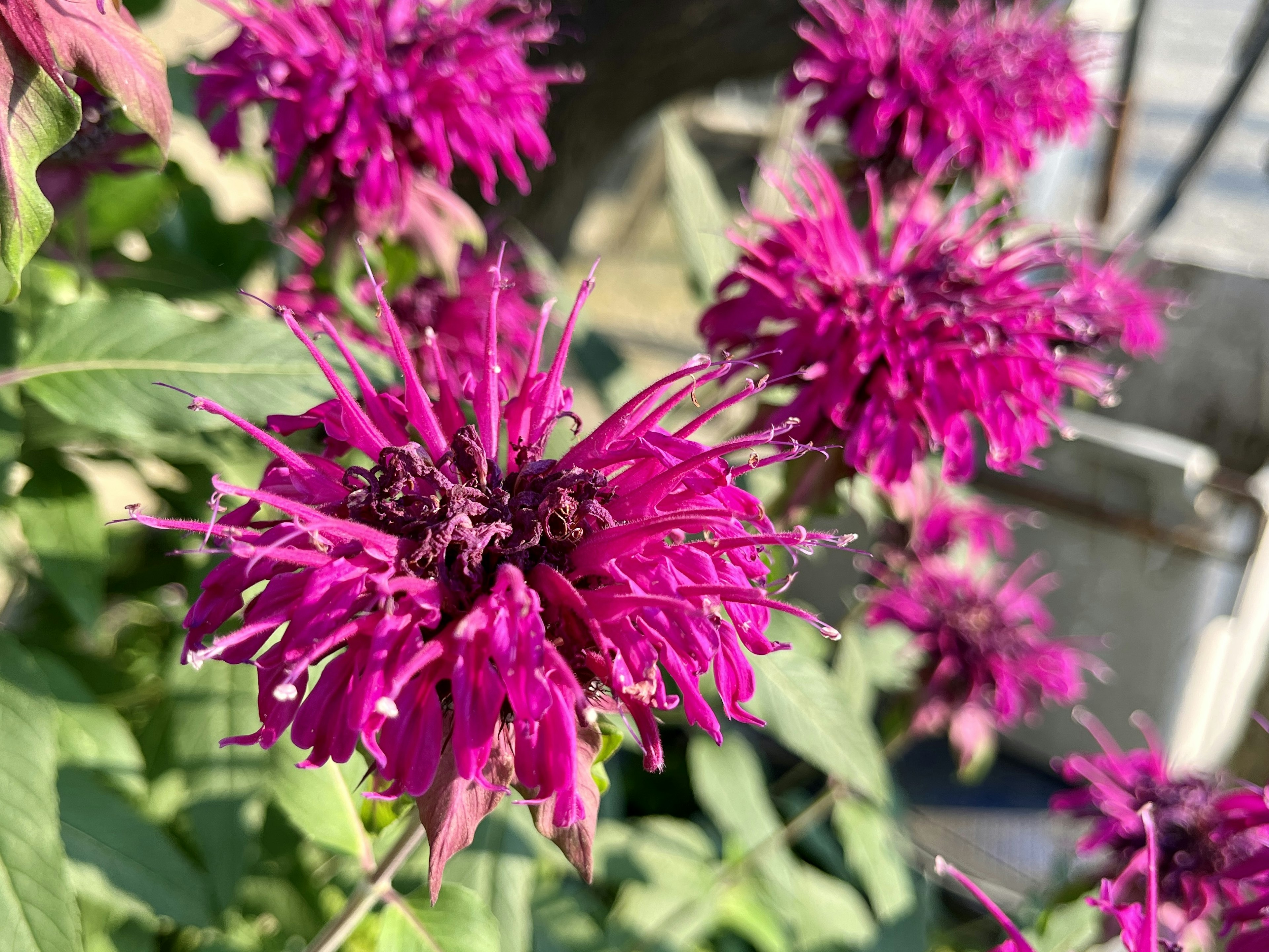 Primo piano di fiori viola vivaci su una pianta