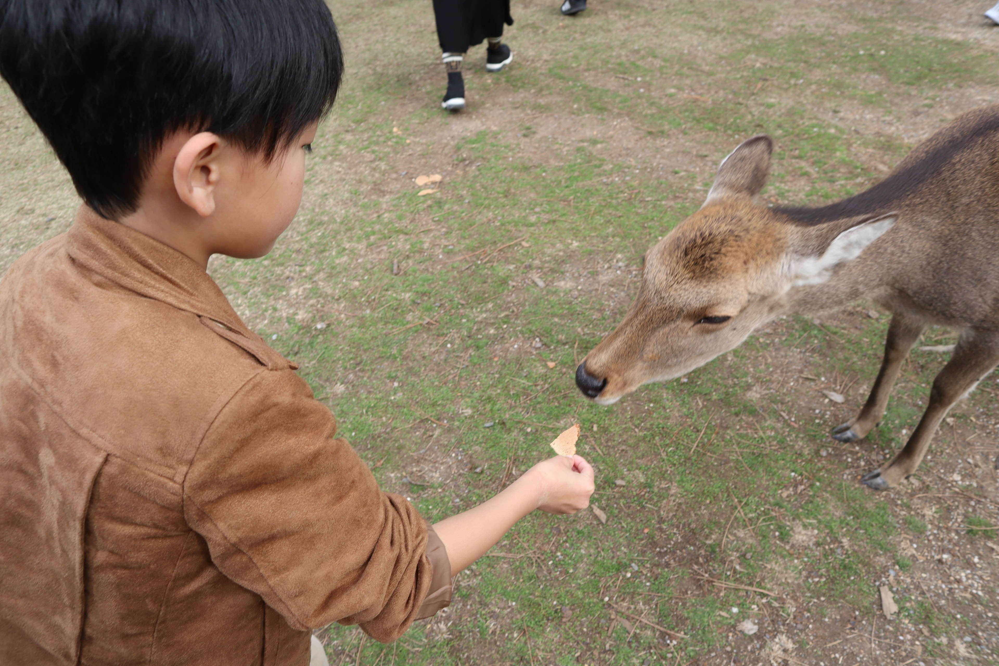 Un enfant donnant à manger à un cerf dans une zone herbeuse