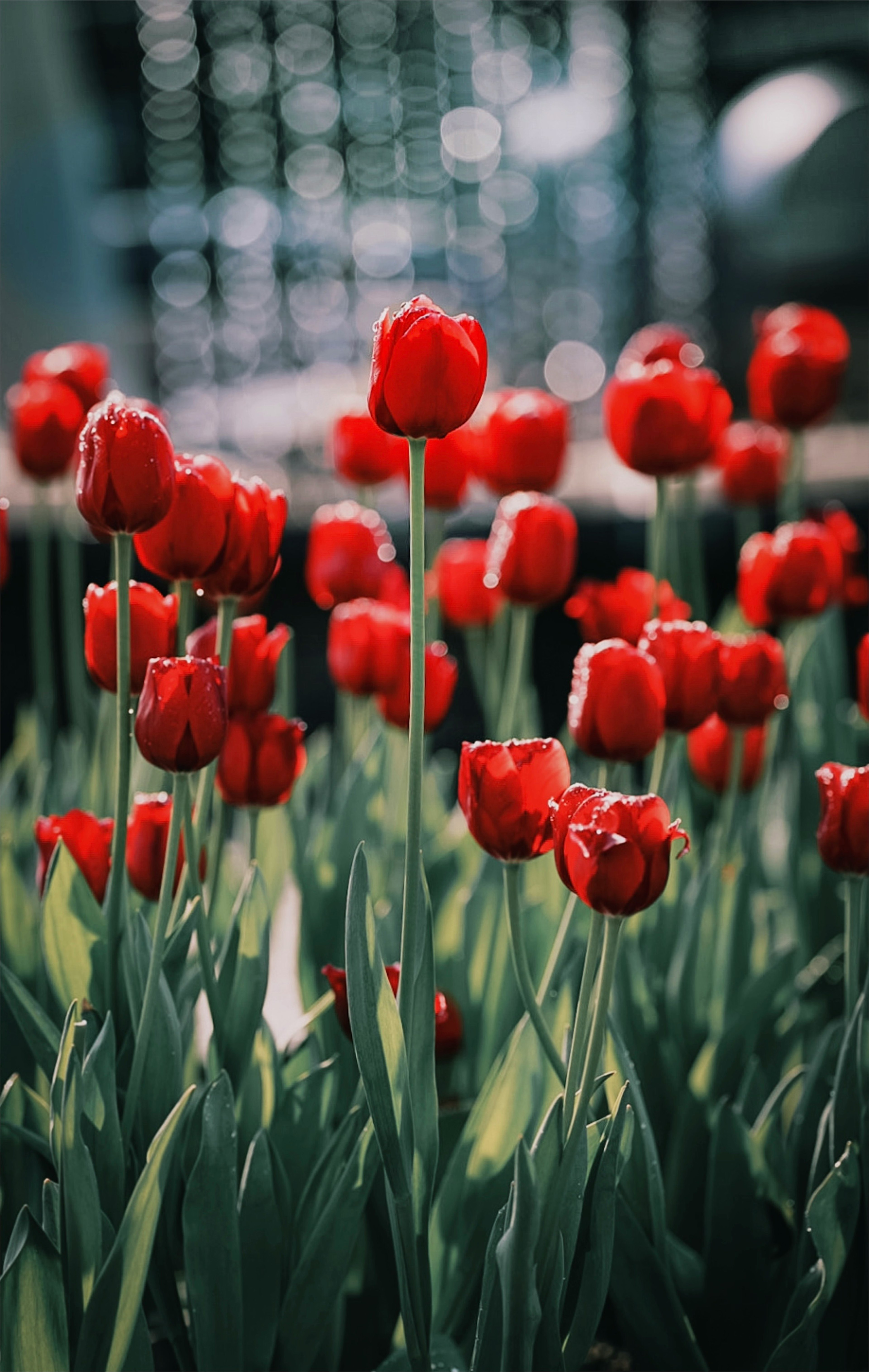 A garden scene with blooming red tulips