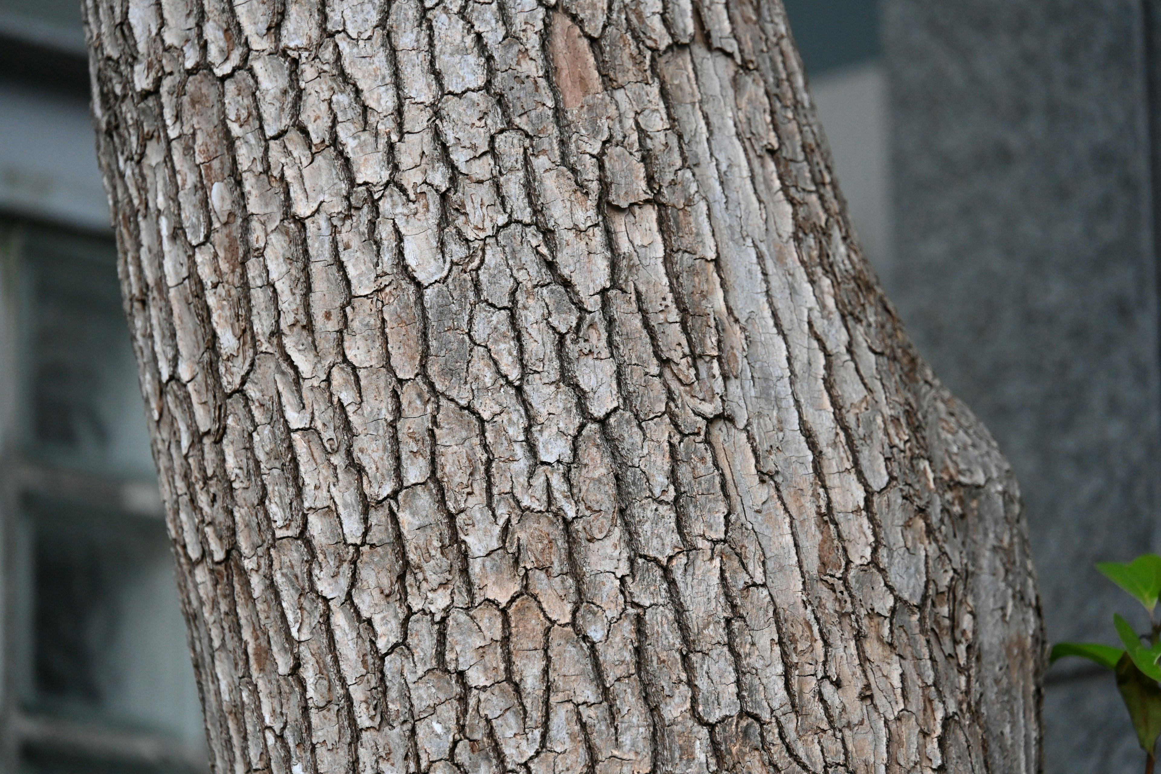 Texture dettagliata e crepe sulla superficie di un tronco d'albero