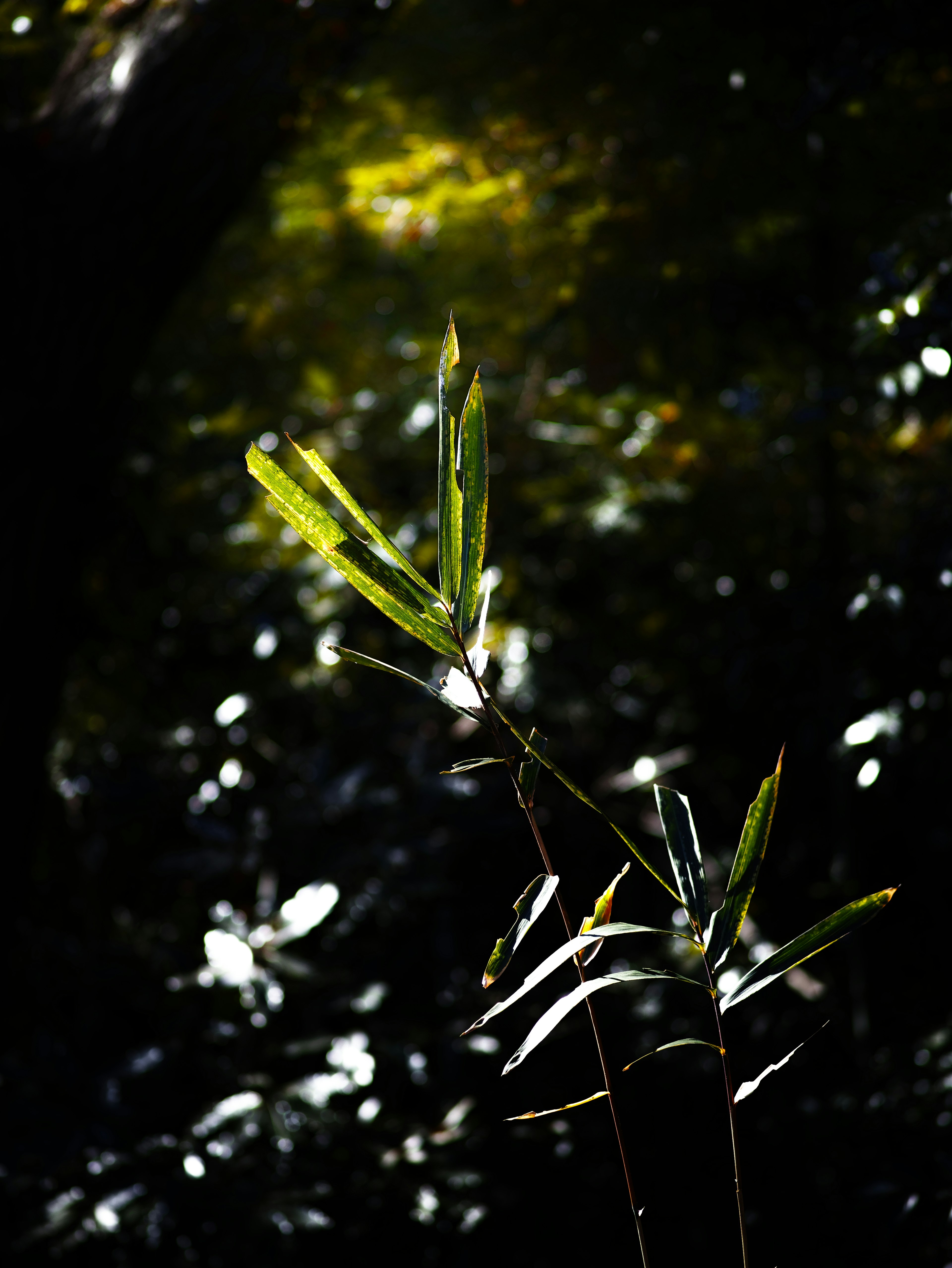 Hojas de bambú verdes iluminadas en un entorno oscuro