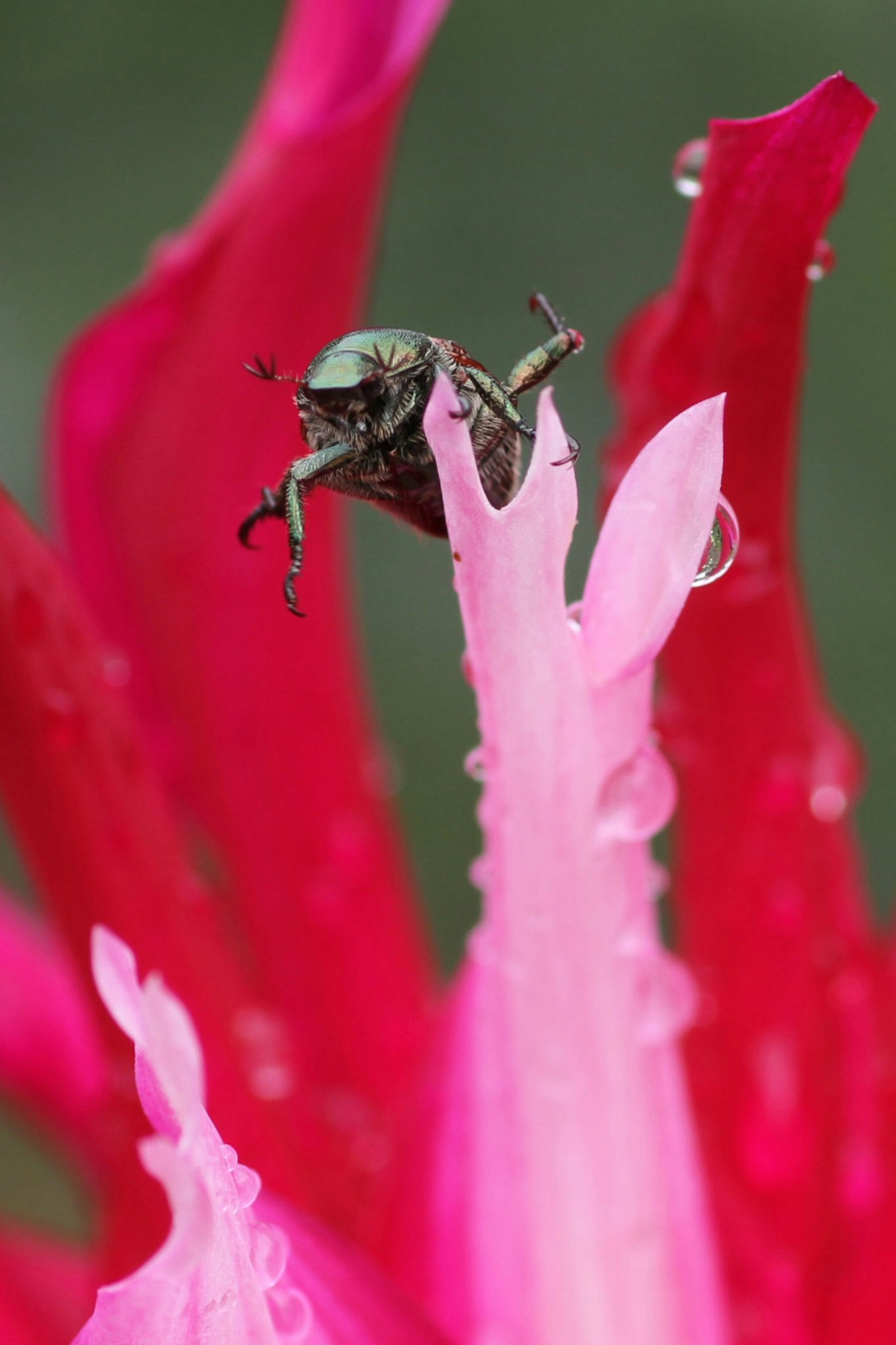 Une petite grenouille verte perchée sur une fleur rose vibrante