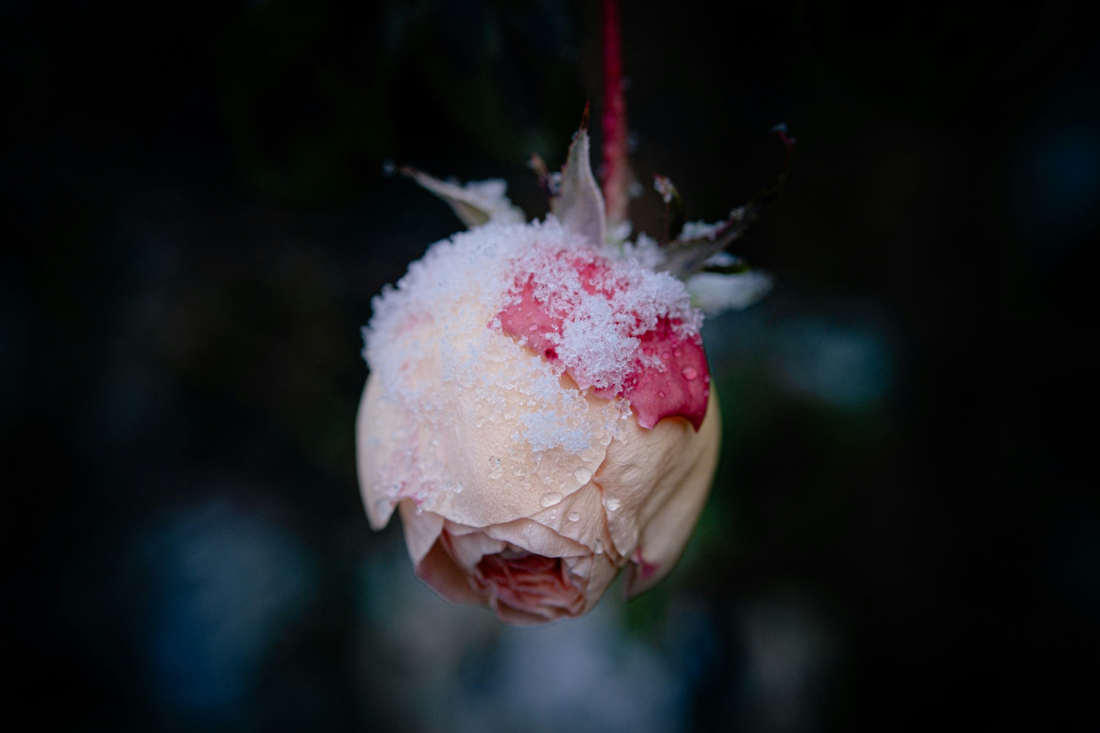 Un bellissimo bocciolo di fiore coperto di neve appeso su uno sfondo scuro