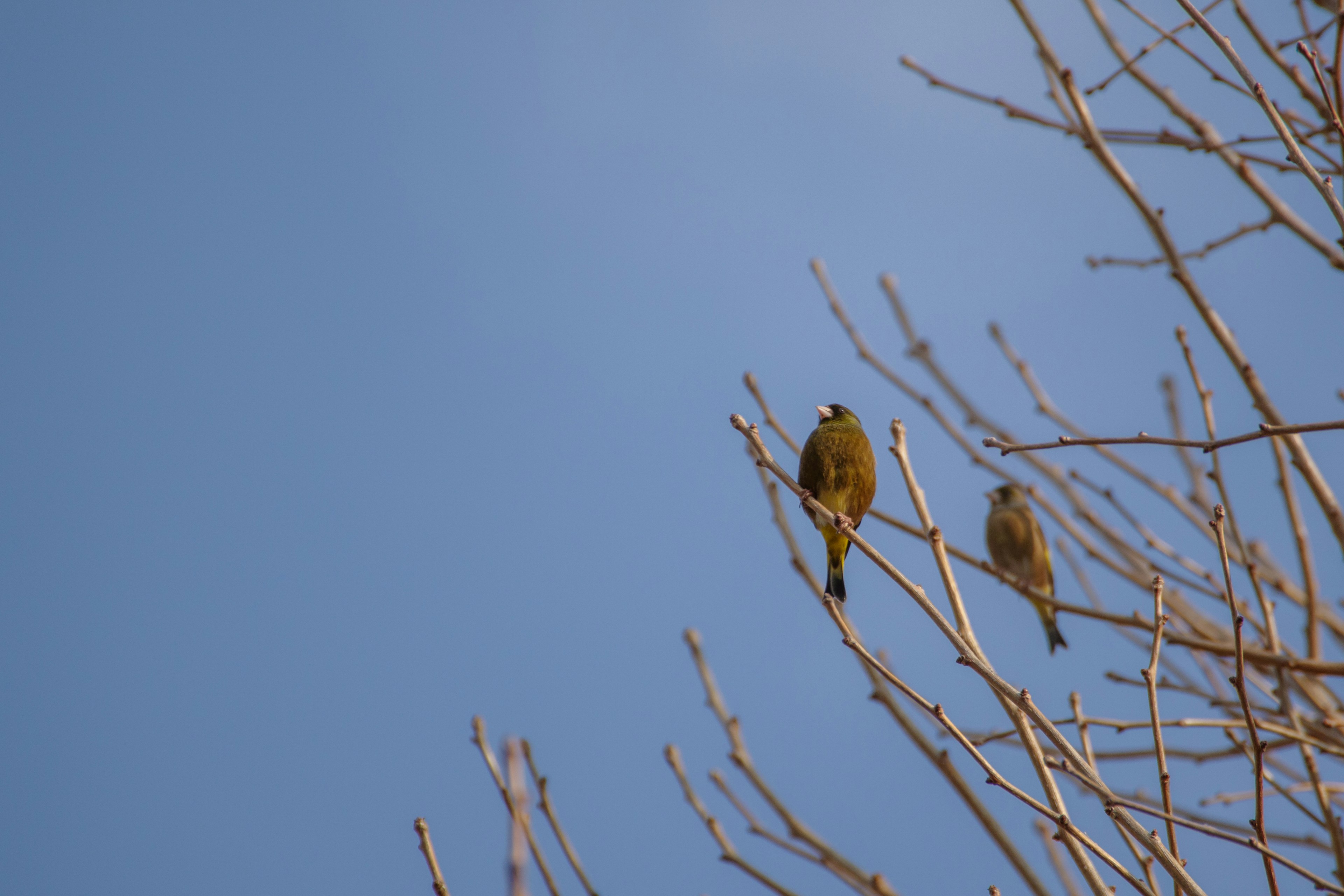 Zwei kleine Vögel, die auf Ästen vor einem blauen Himmel sitzen