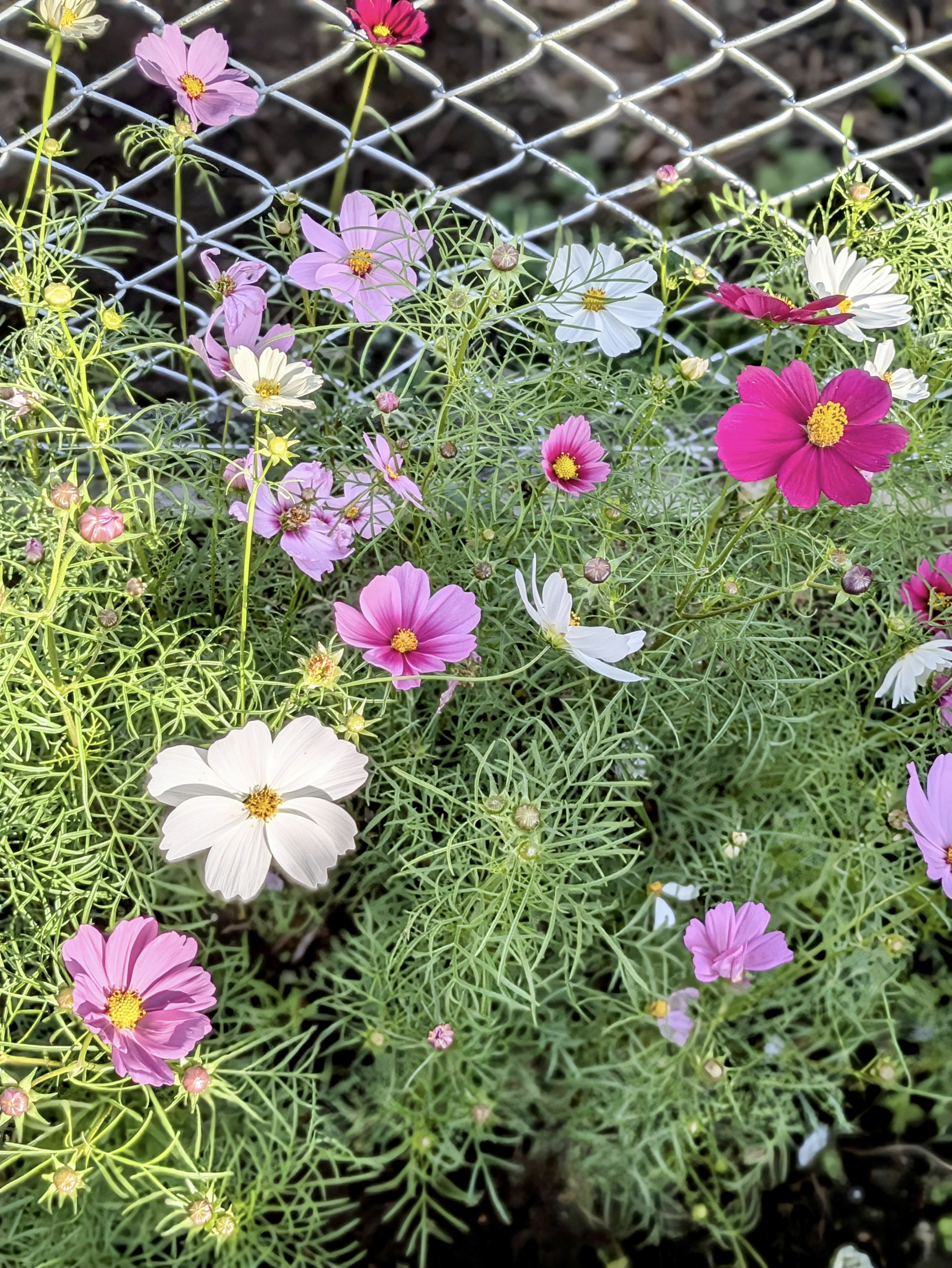 Colorful cosmos flowers blooming among lush green foliage