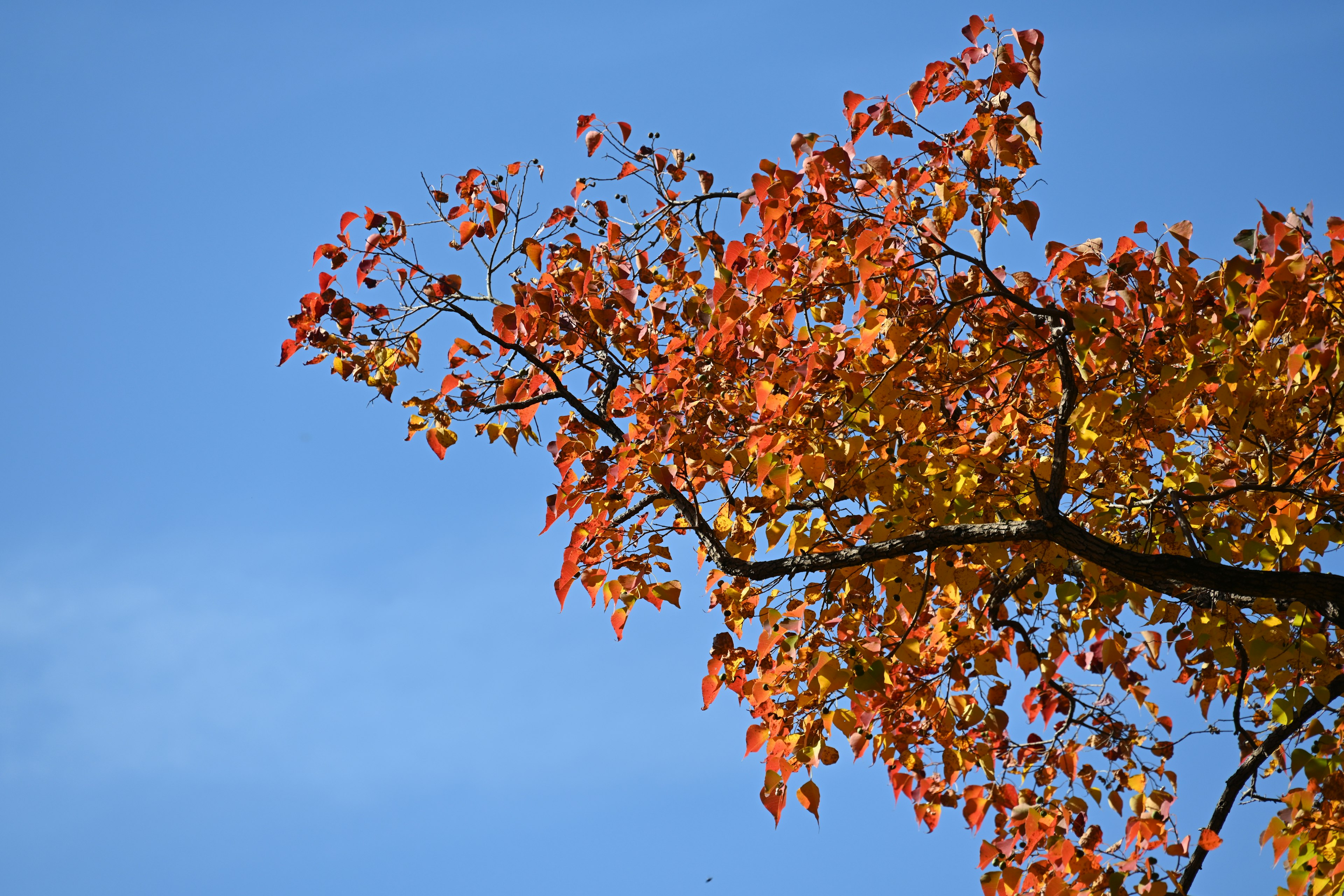 Rama de árbol con hojas rojas y amarillas vibrantes bajo un cielo azul