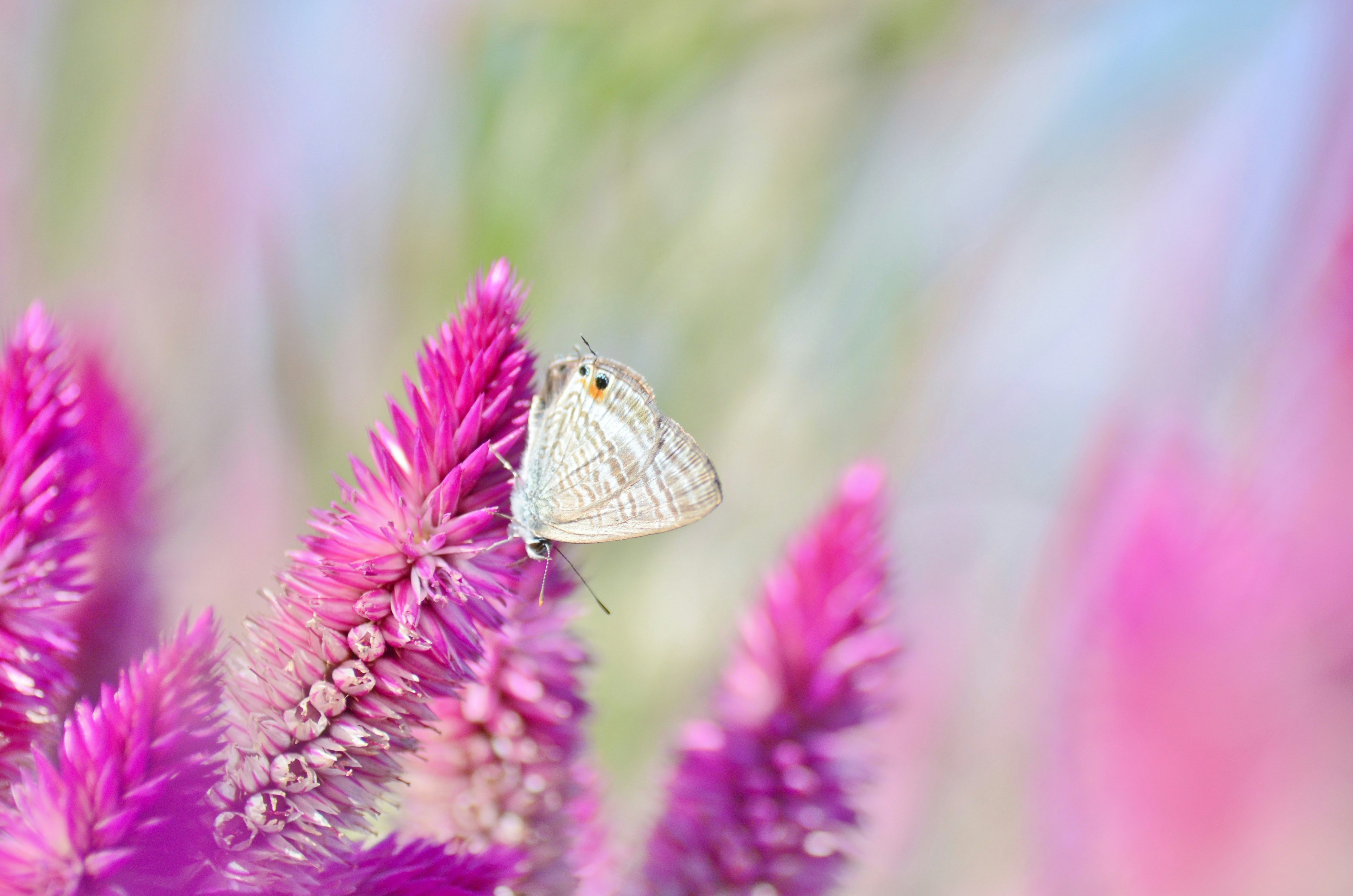 白い蝶が紫の花の上に止まっている美しい風景