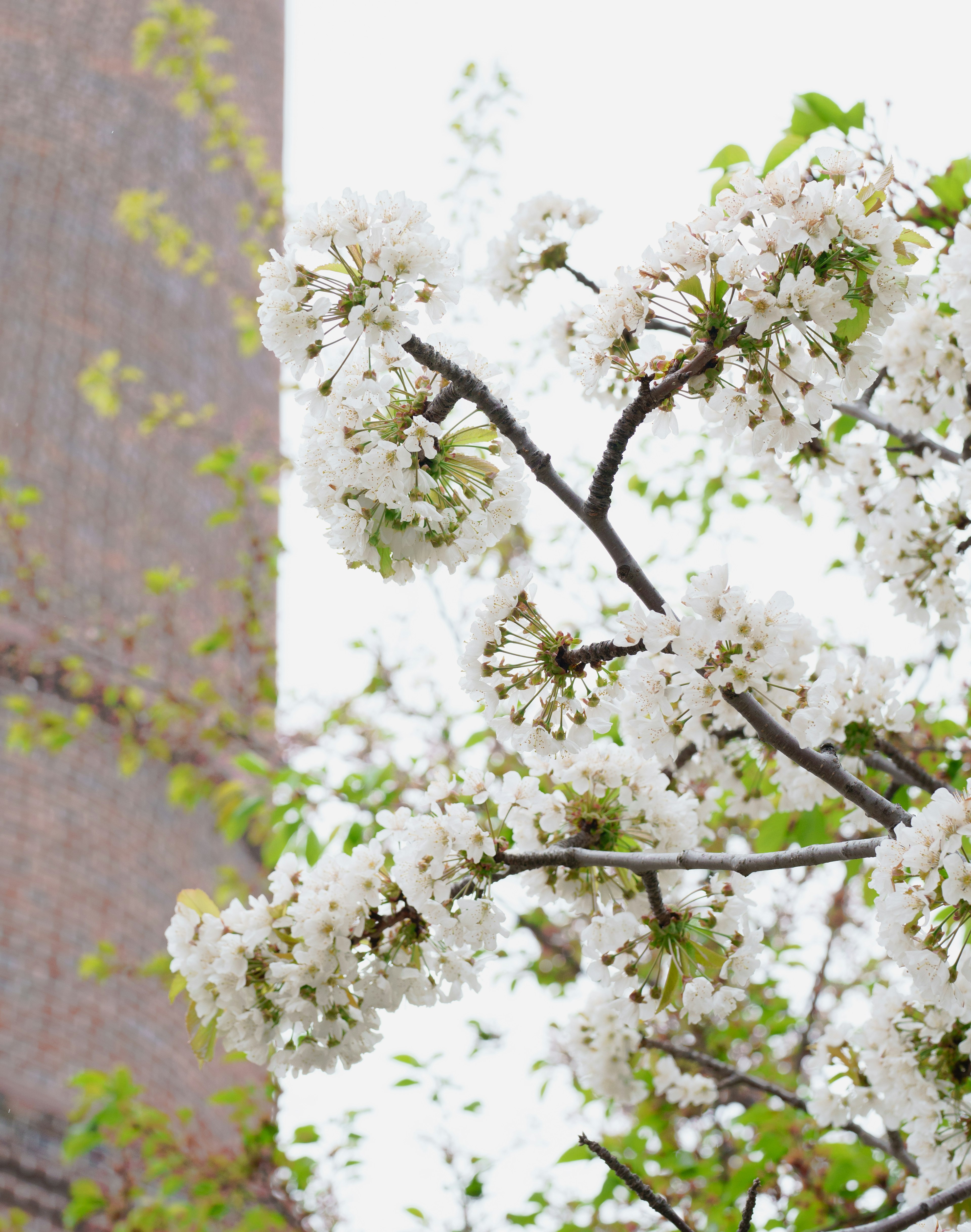 Ramo con fiori bianchi davanti a un edificio