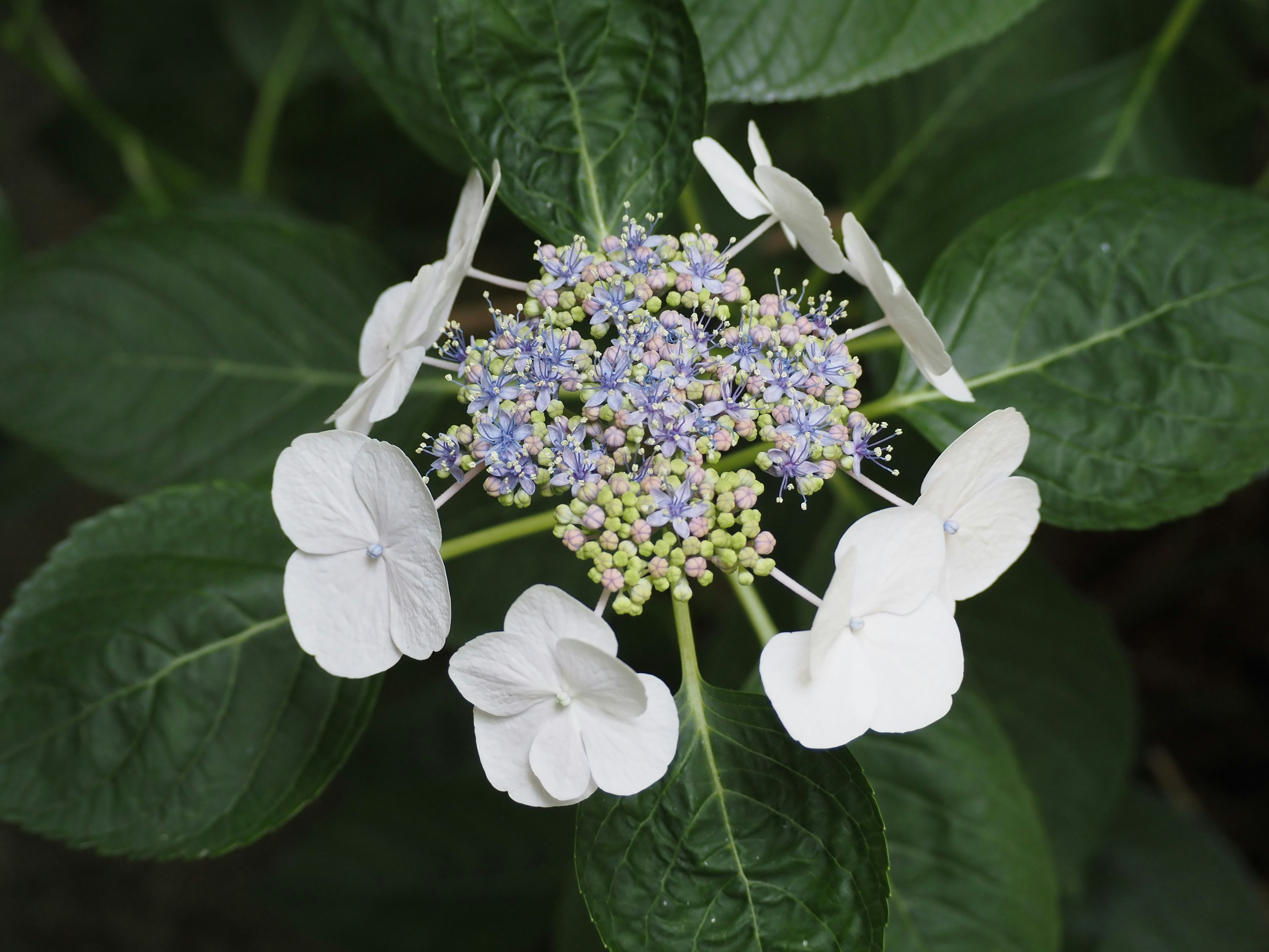 Fiore di ortensia con petali bianchi e un gruppo di piccoli fiori viola al centro