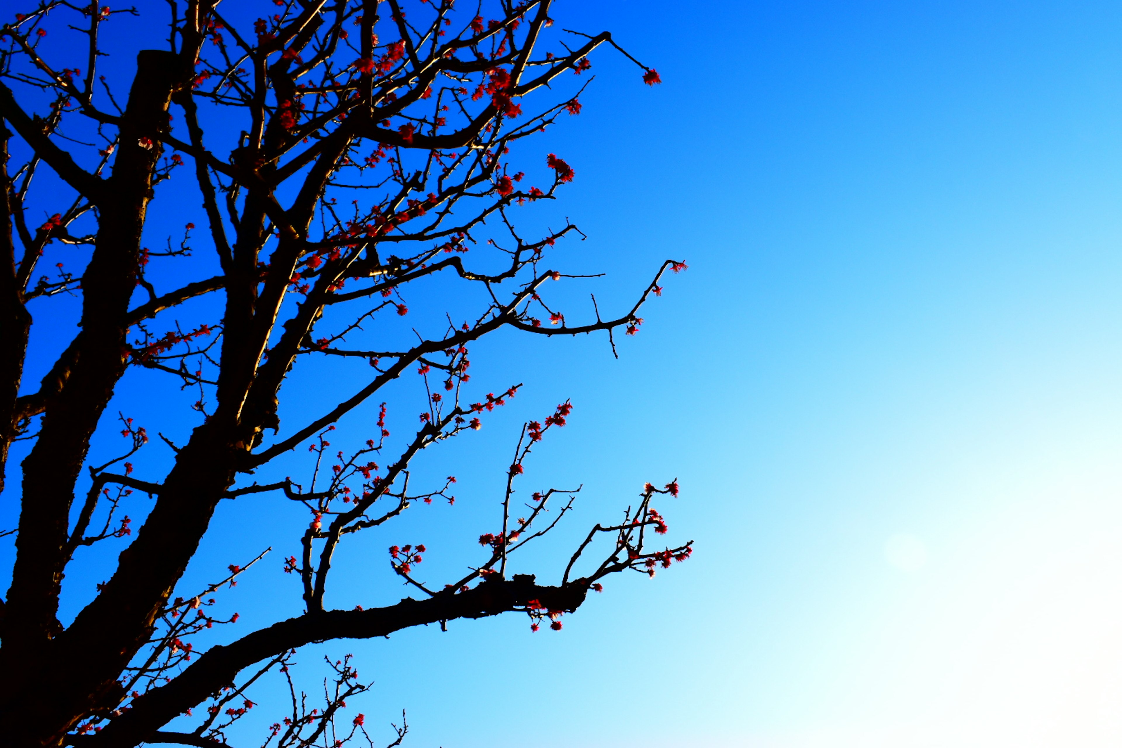 Rami con gemme di fiori contro un cielo blu chiaro