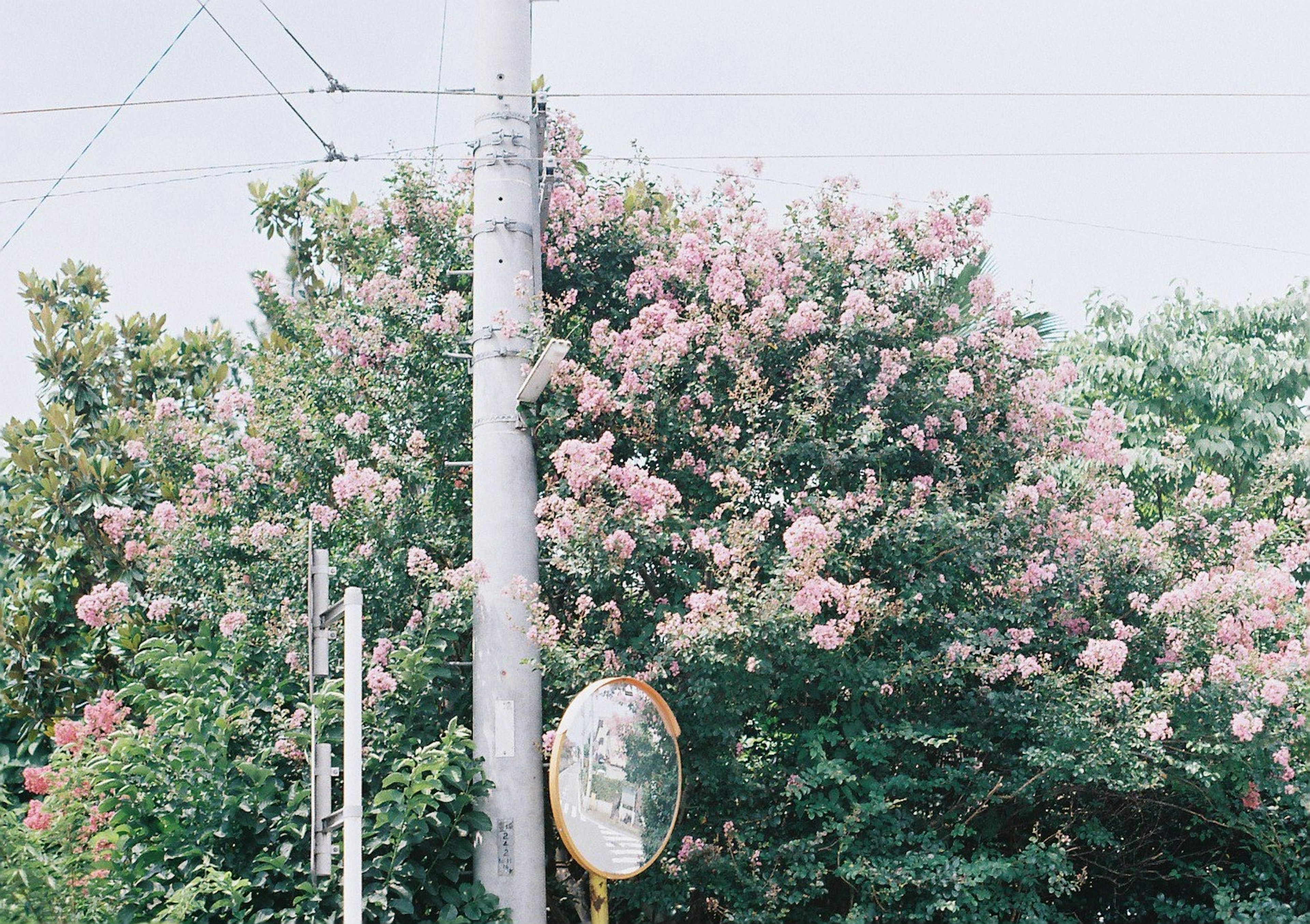 Image d'un paysage avec un arbre aux fleurs roses et un poteau électrique