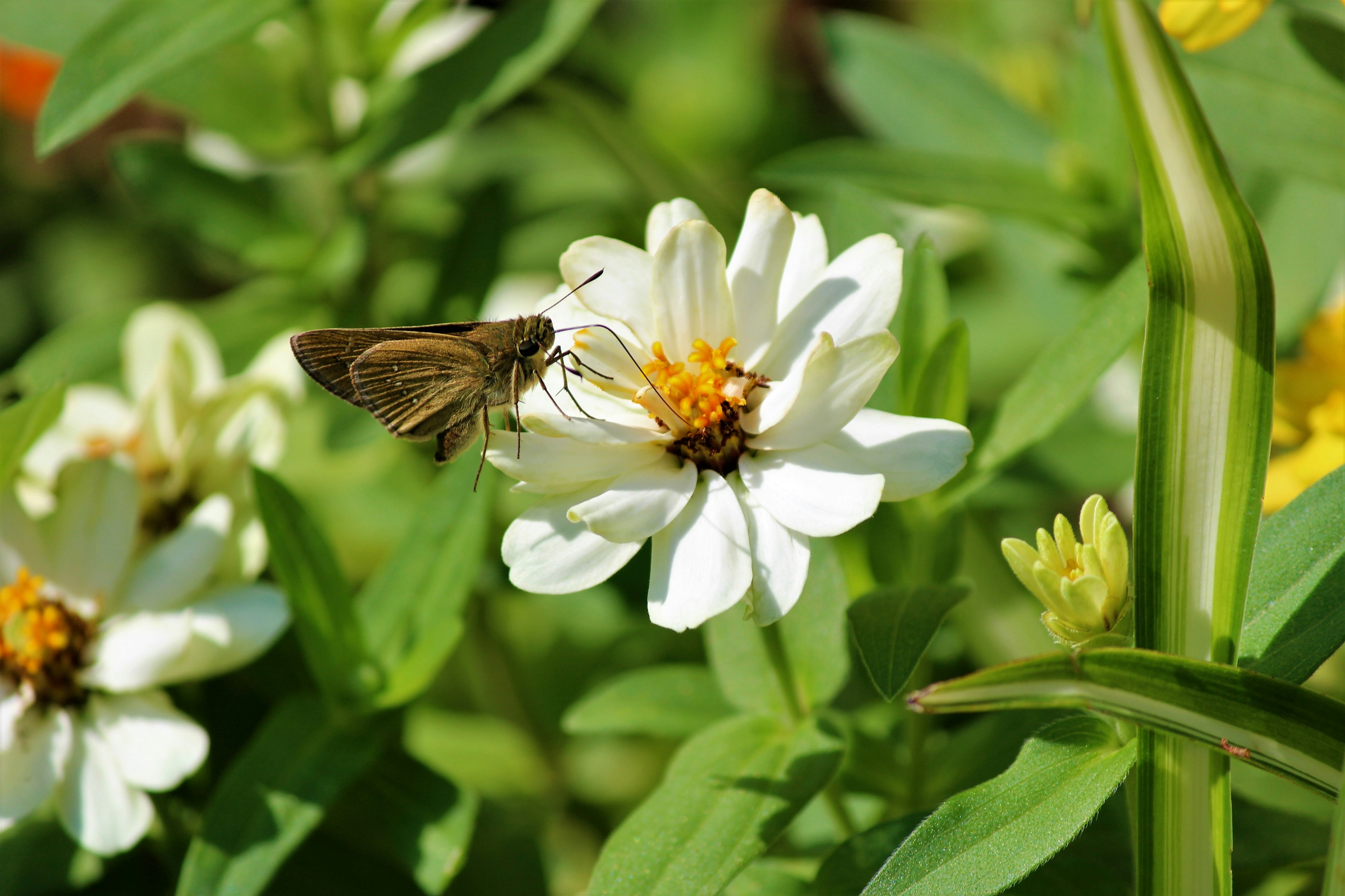 Una farfalla appollaiata su un fiore bianco