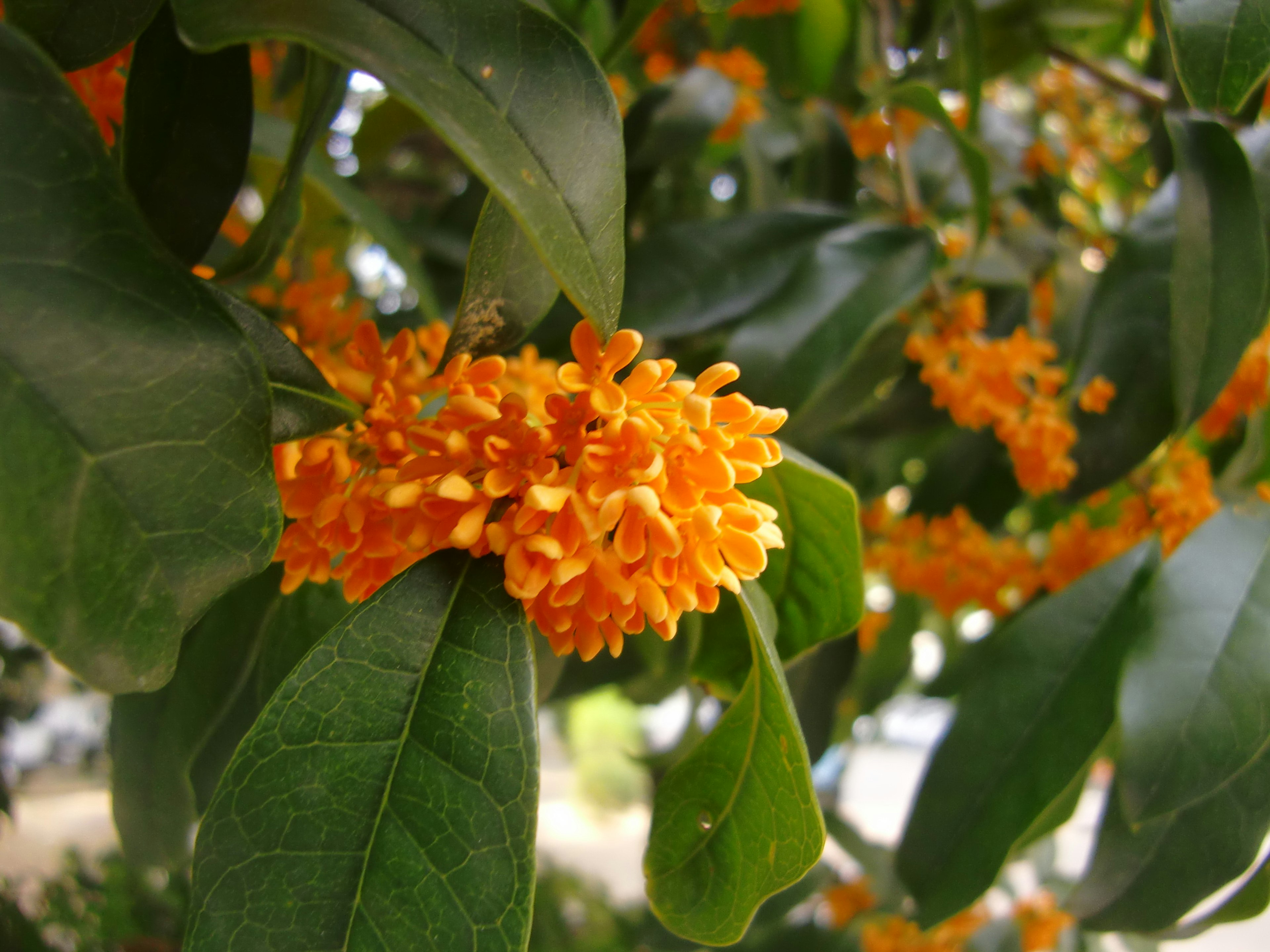 Flores naranjas brillantes de Osmanthus fragrans con hojas verdes