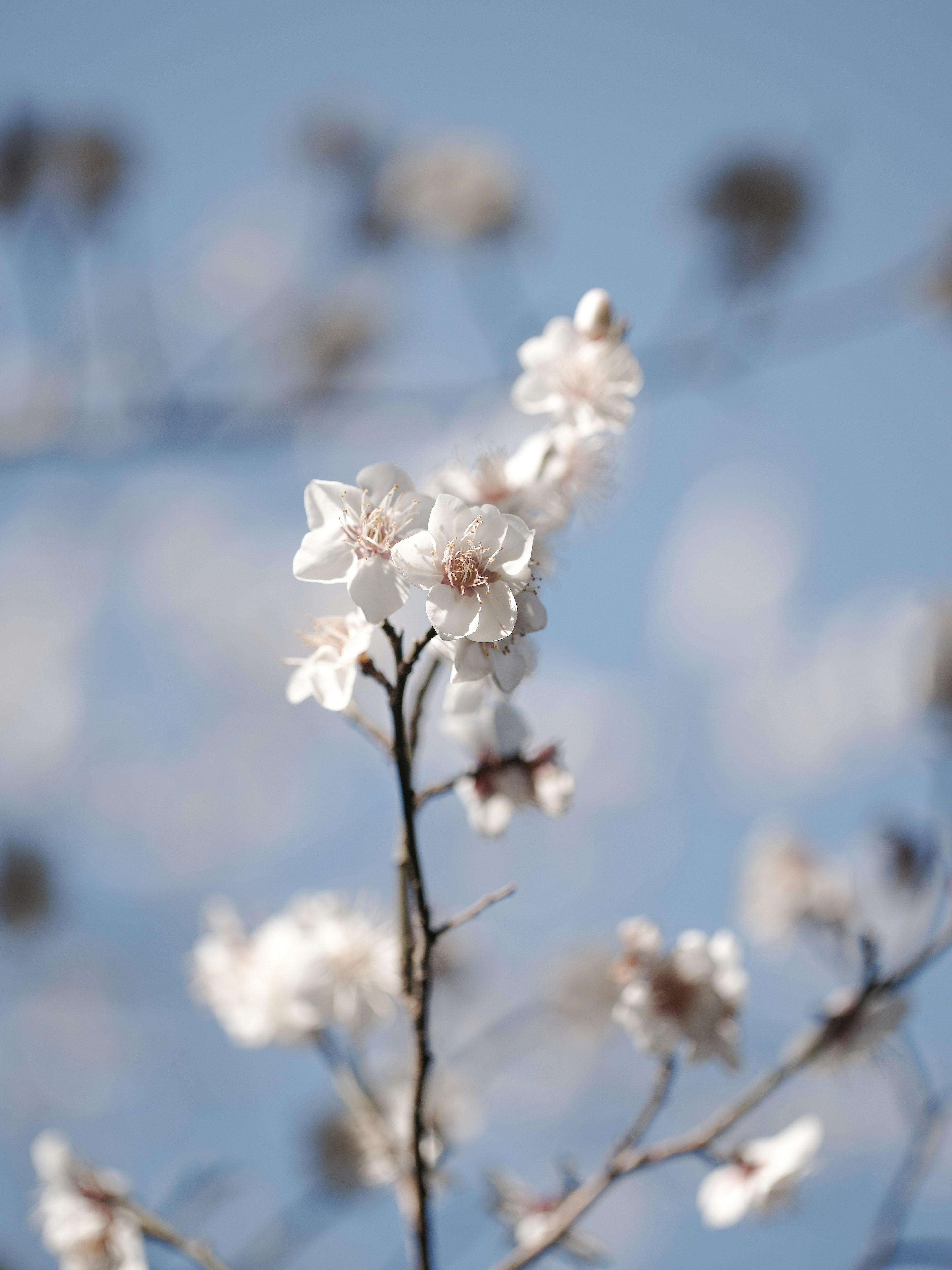 青空を背景にした桜の花が咲いている