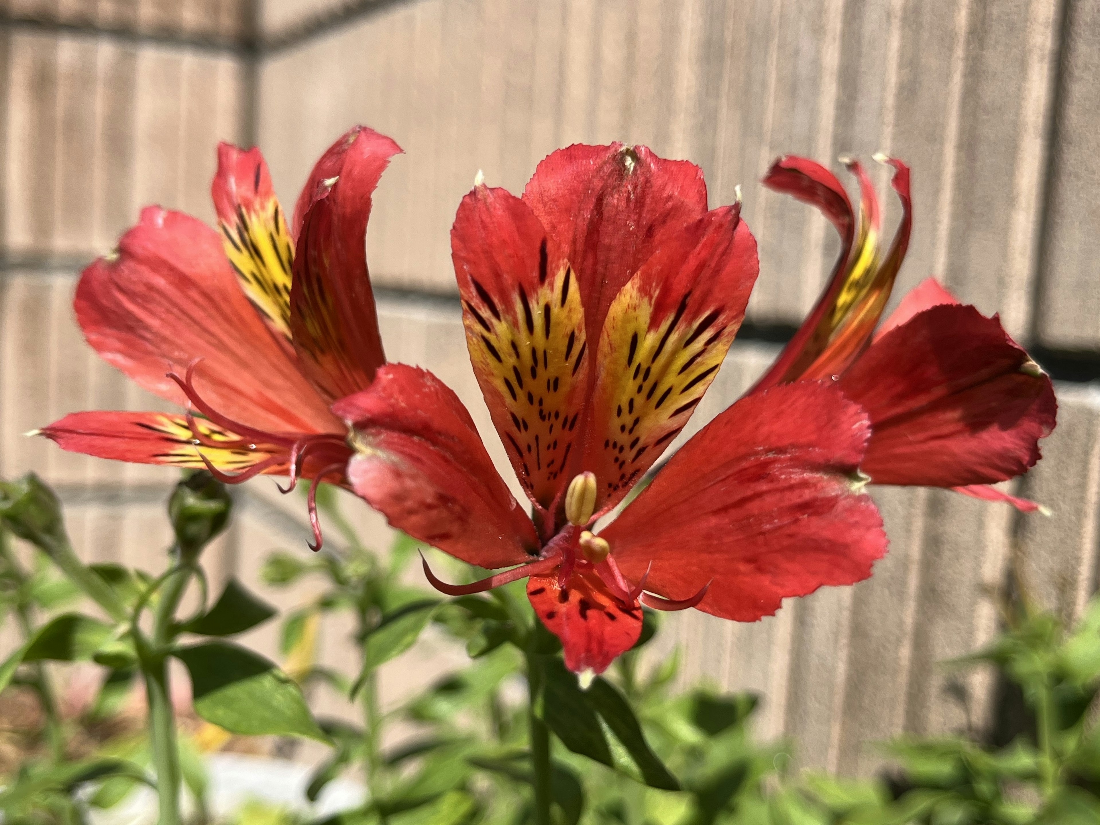 Vibrant red Alstroemeria flower with yellow speckles