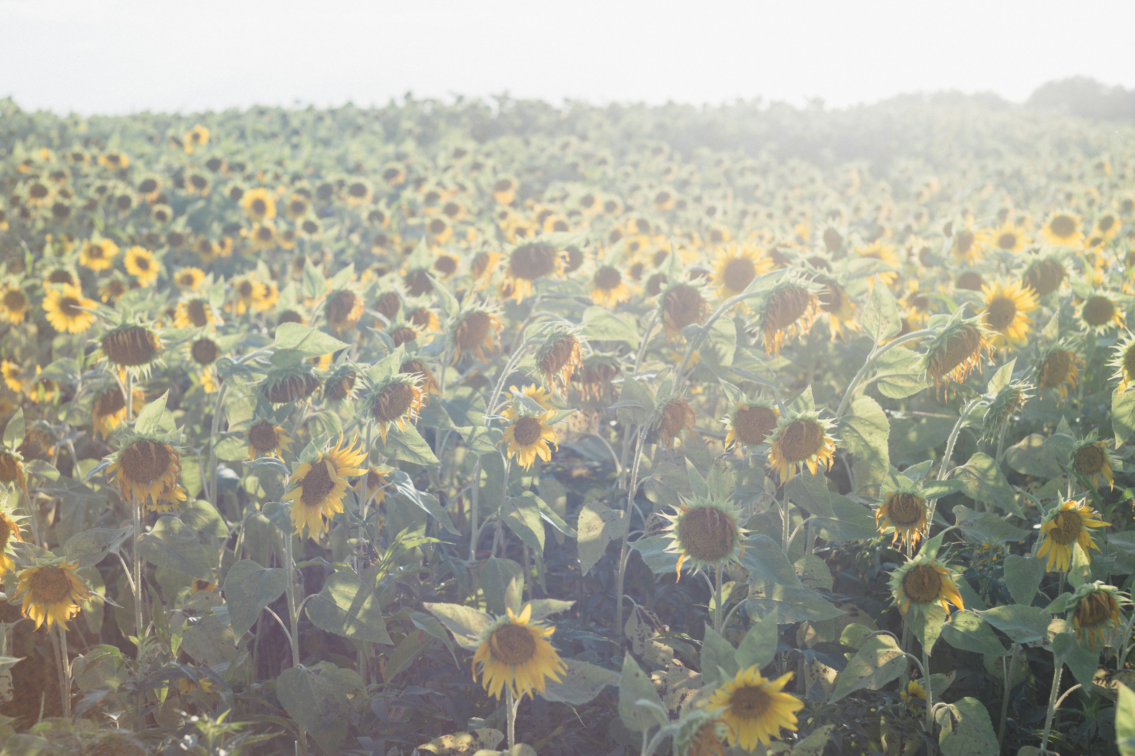 Champ de tournesols étendu avec une lumière du soleil brillante