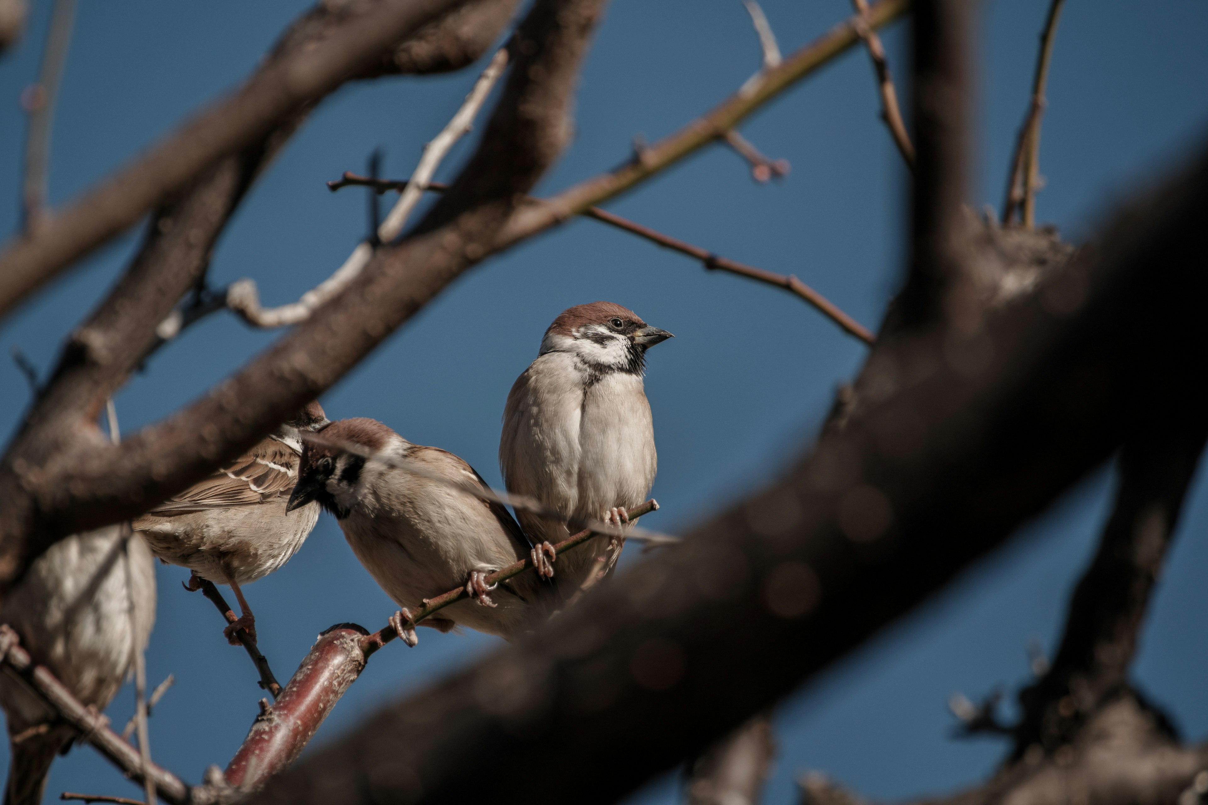 Acercamiento de gorriones posados en ramas de árbol contra un cielo azul