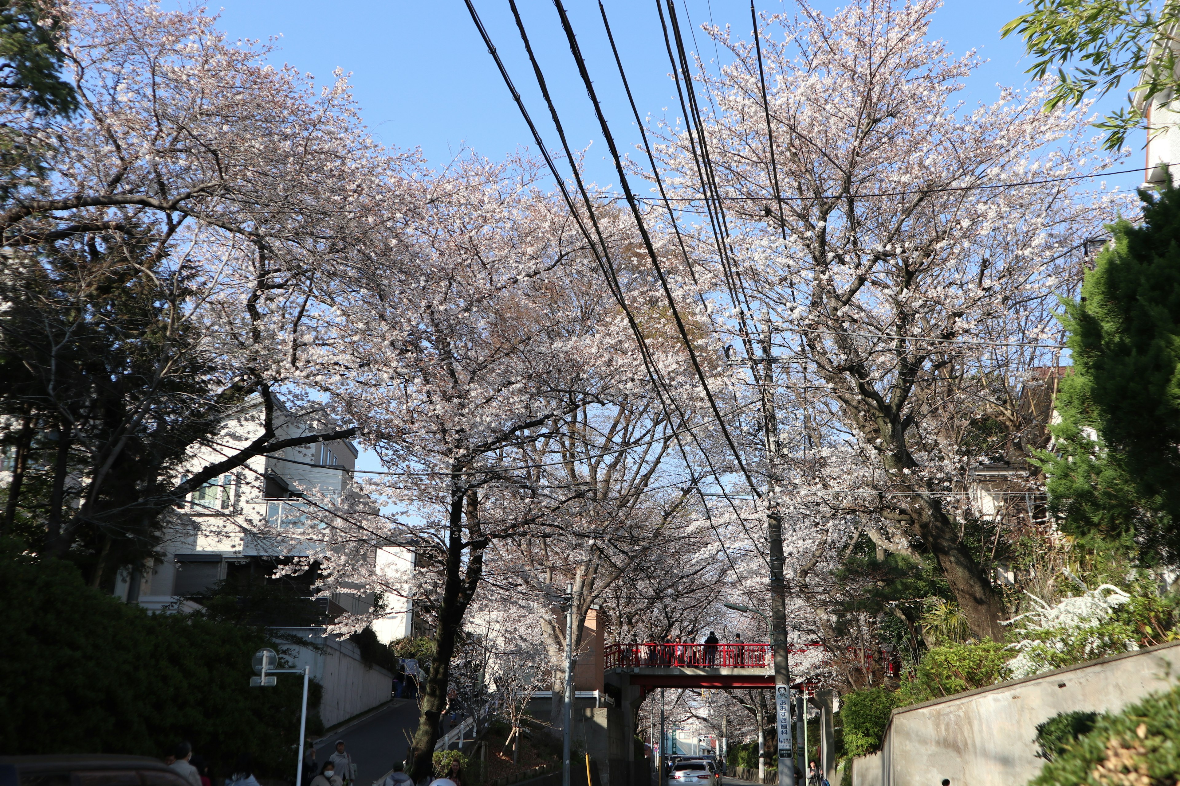 Vue de rue avec des cerisiers en fleurs et des lignes électriques visibles