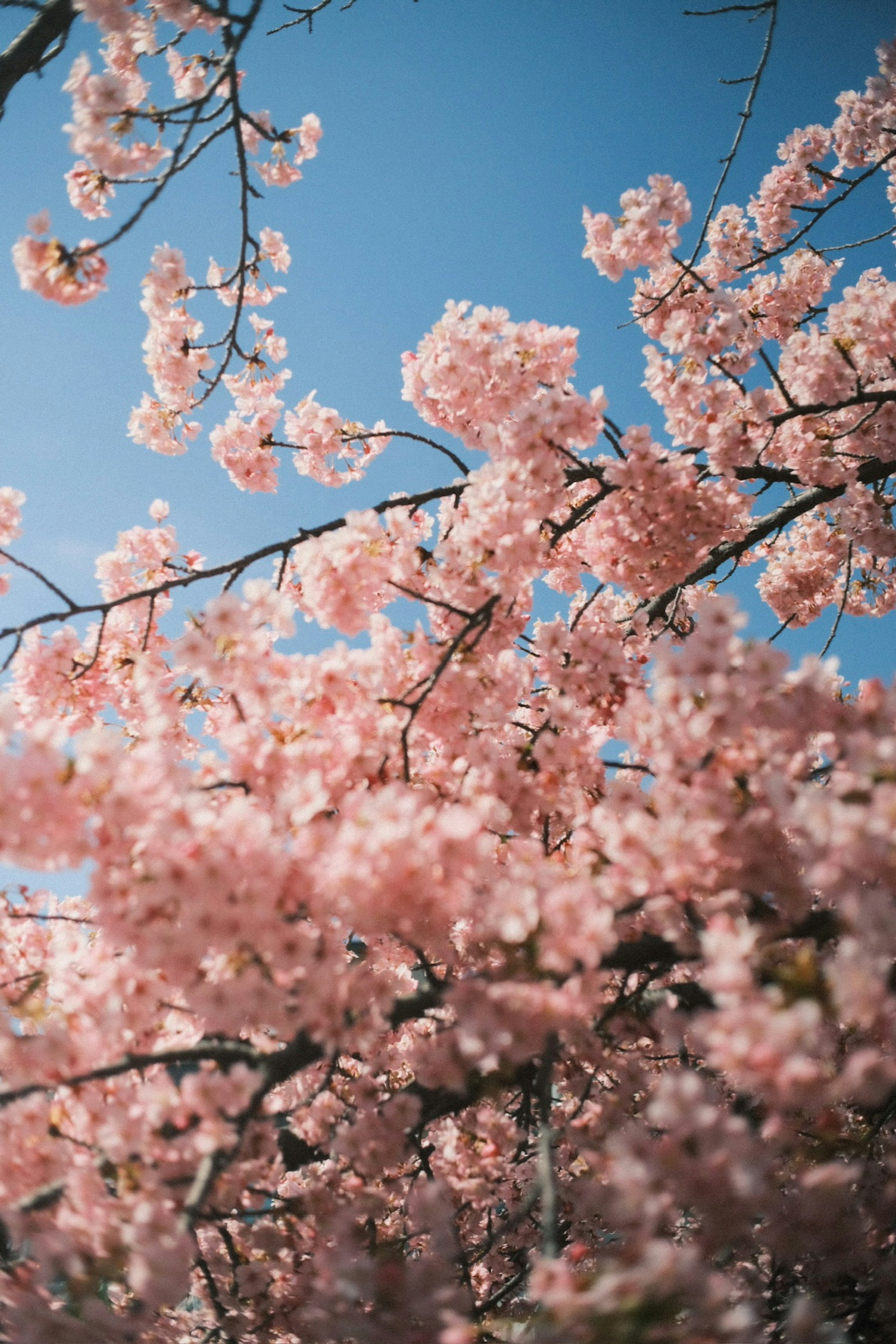 Branches de cerisier avec des fleurs roses sous un ciel bleu clair