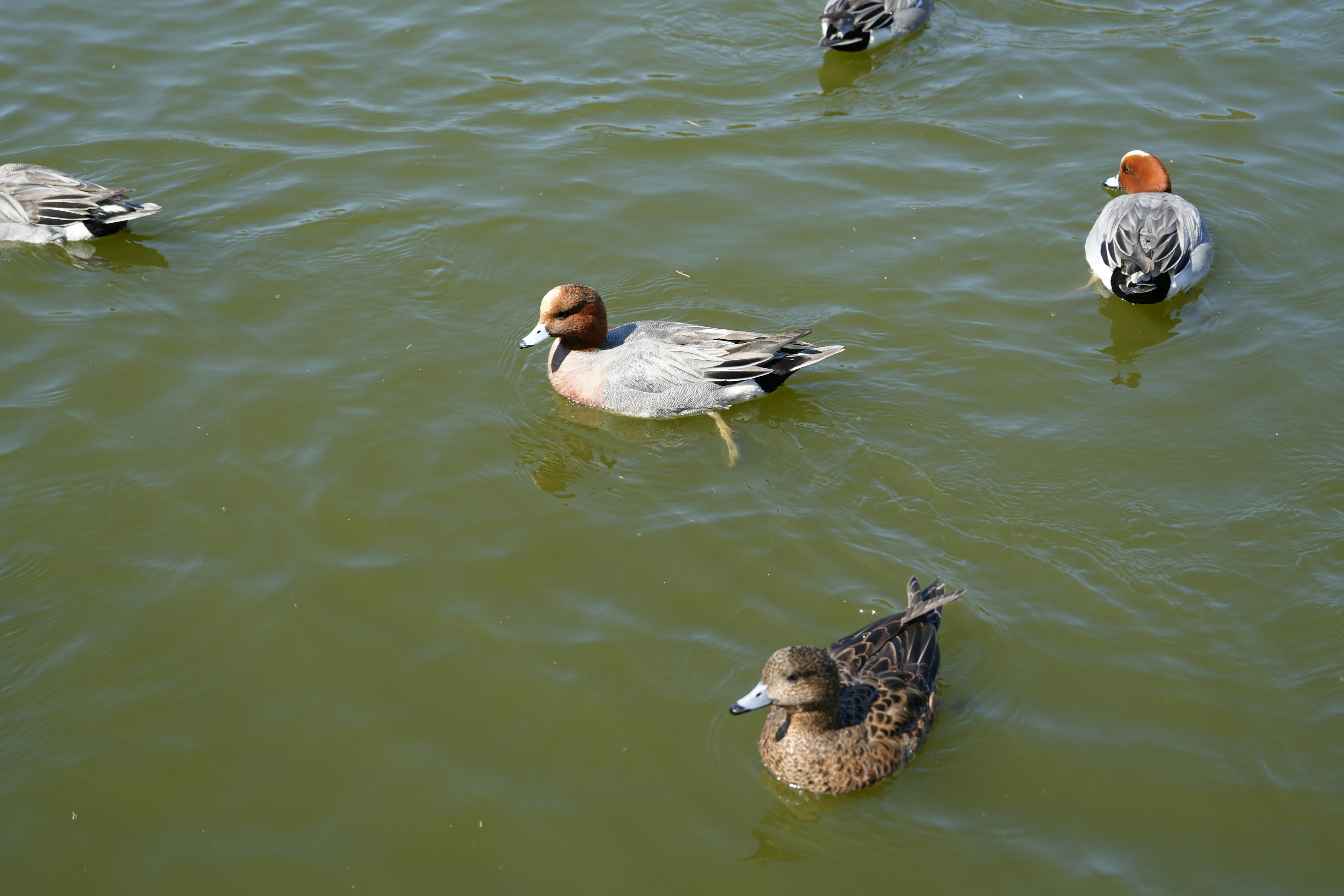 Ducks swimming on a green pond