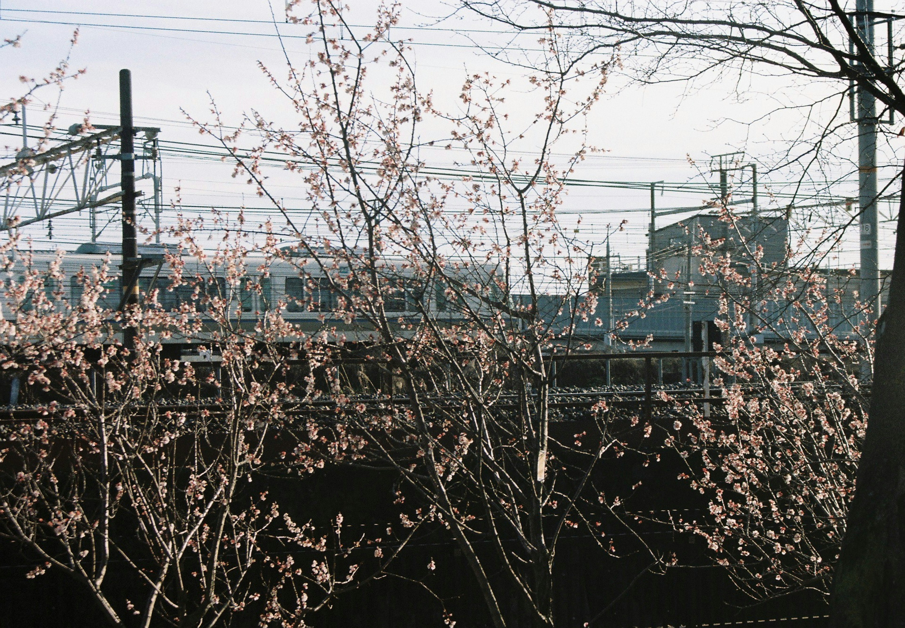 春の桜の木と工業的な背景が見える風景