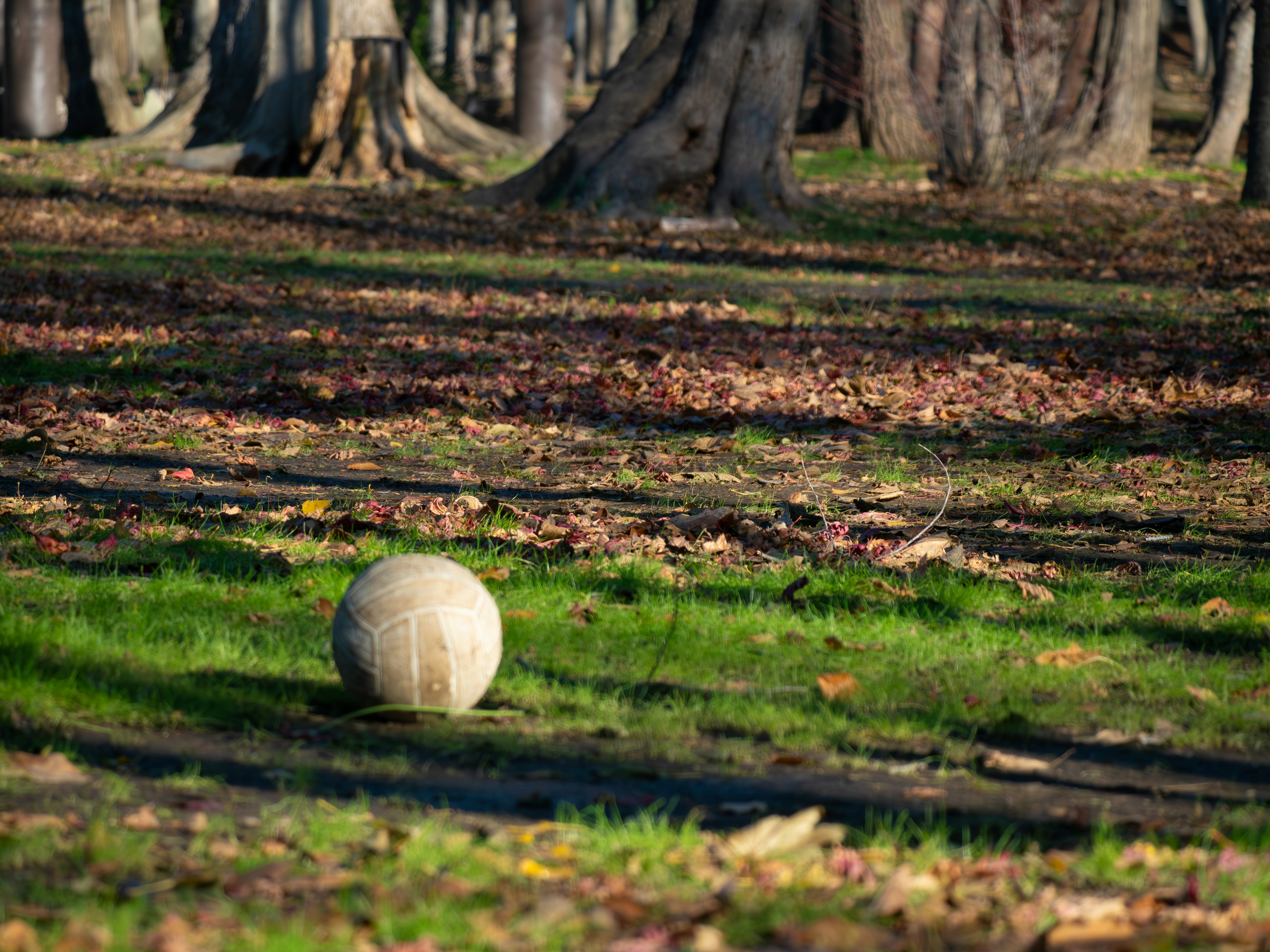 Ein Fußball auf grünem Boden in einem Park umgeben von Bäumen