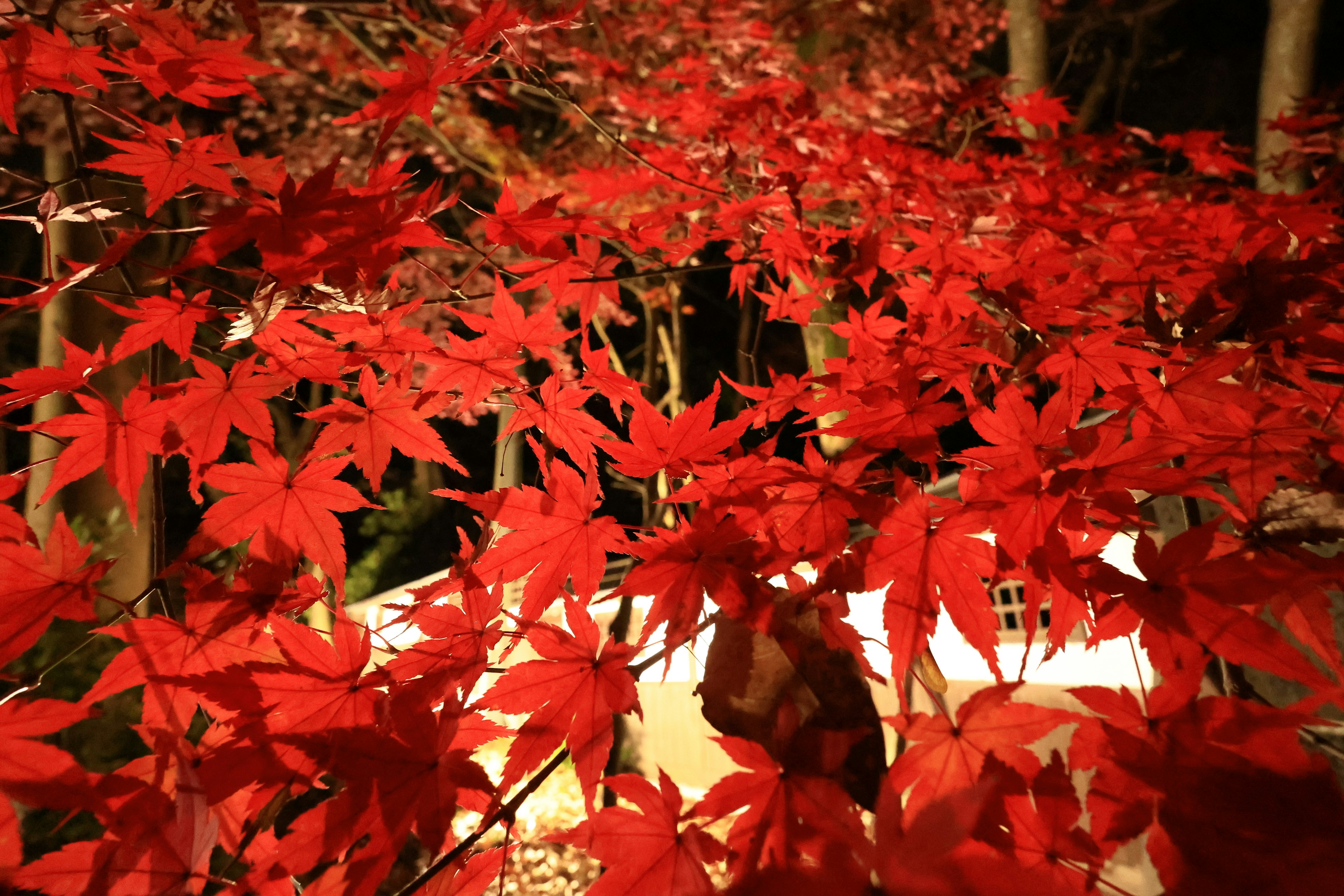 Foglie di acero rosse vibranti illuminate di notte