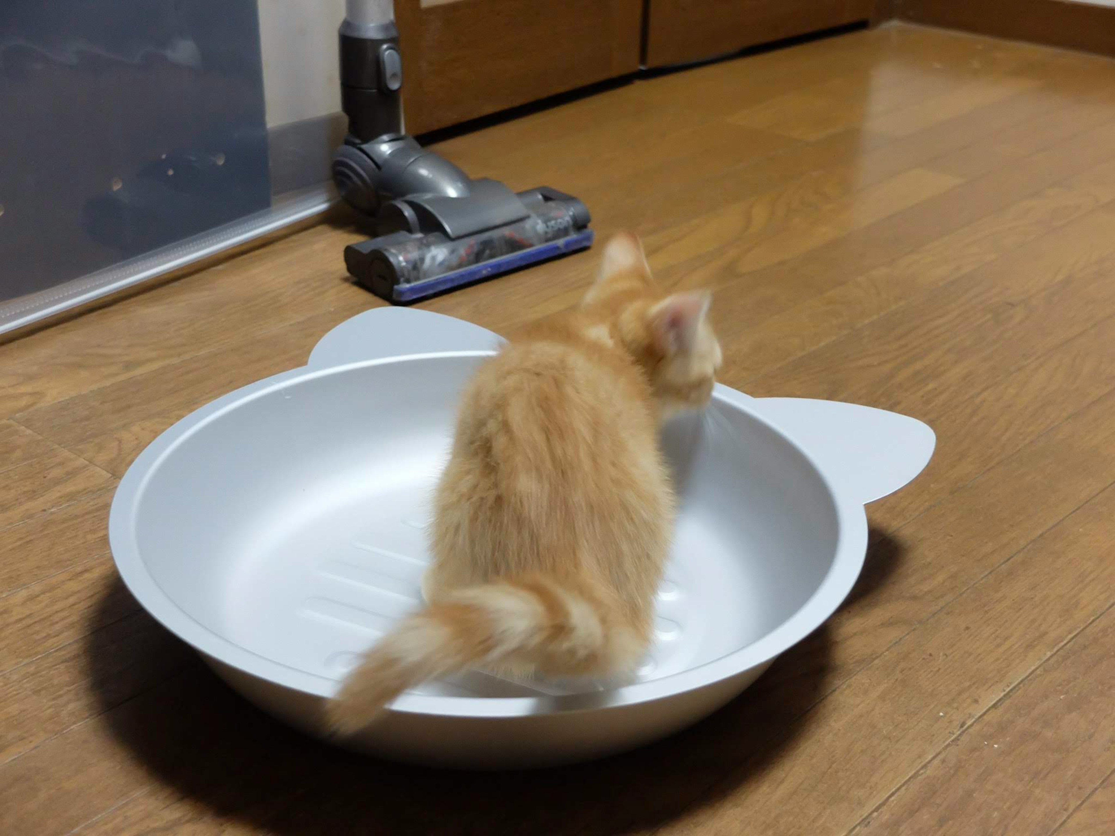 Un chaton dans un plat blanc