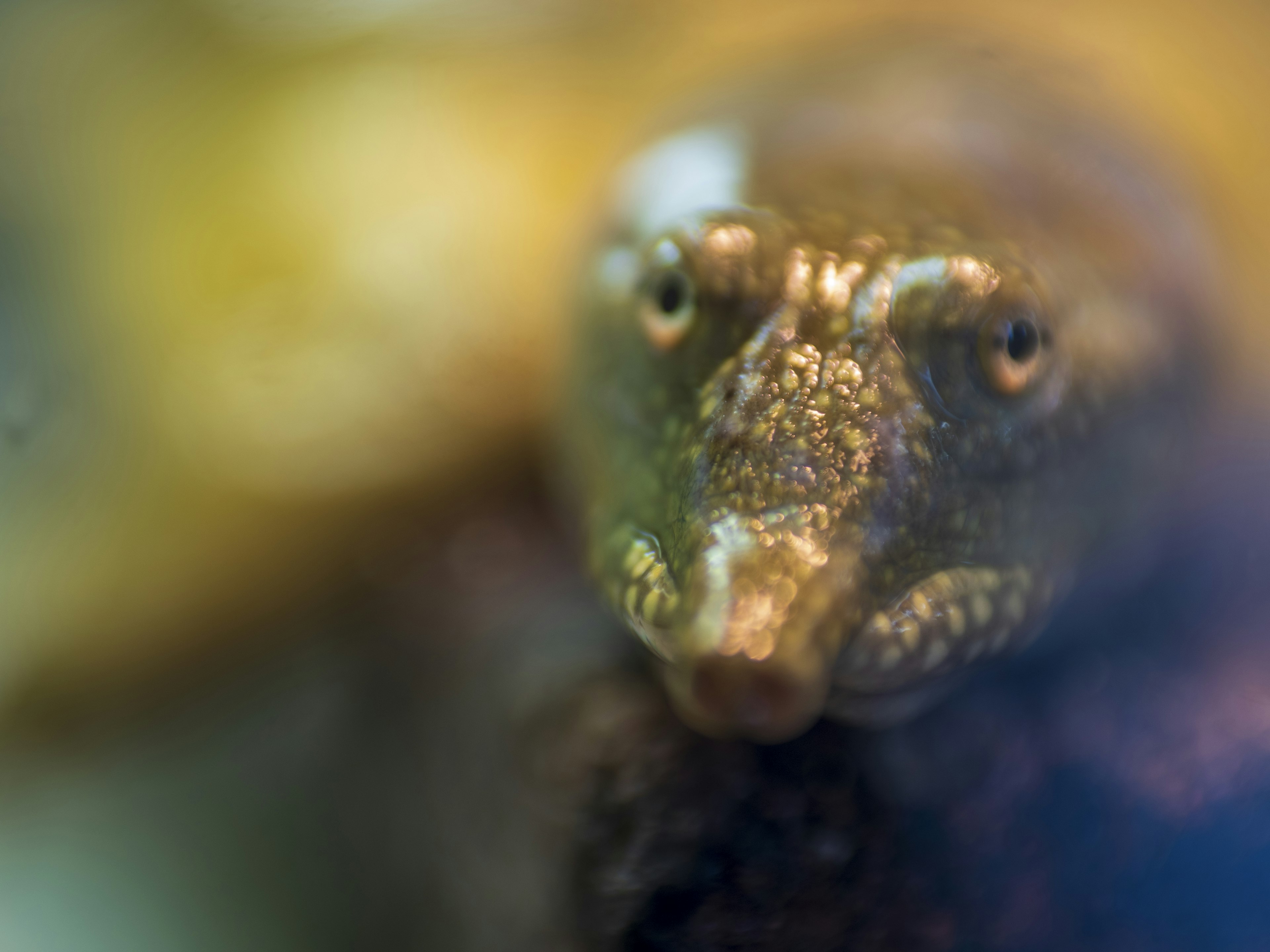 Close-up image of a turtle's face underwater