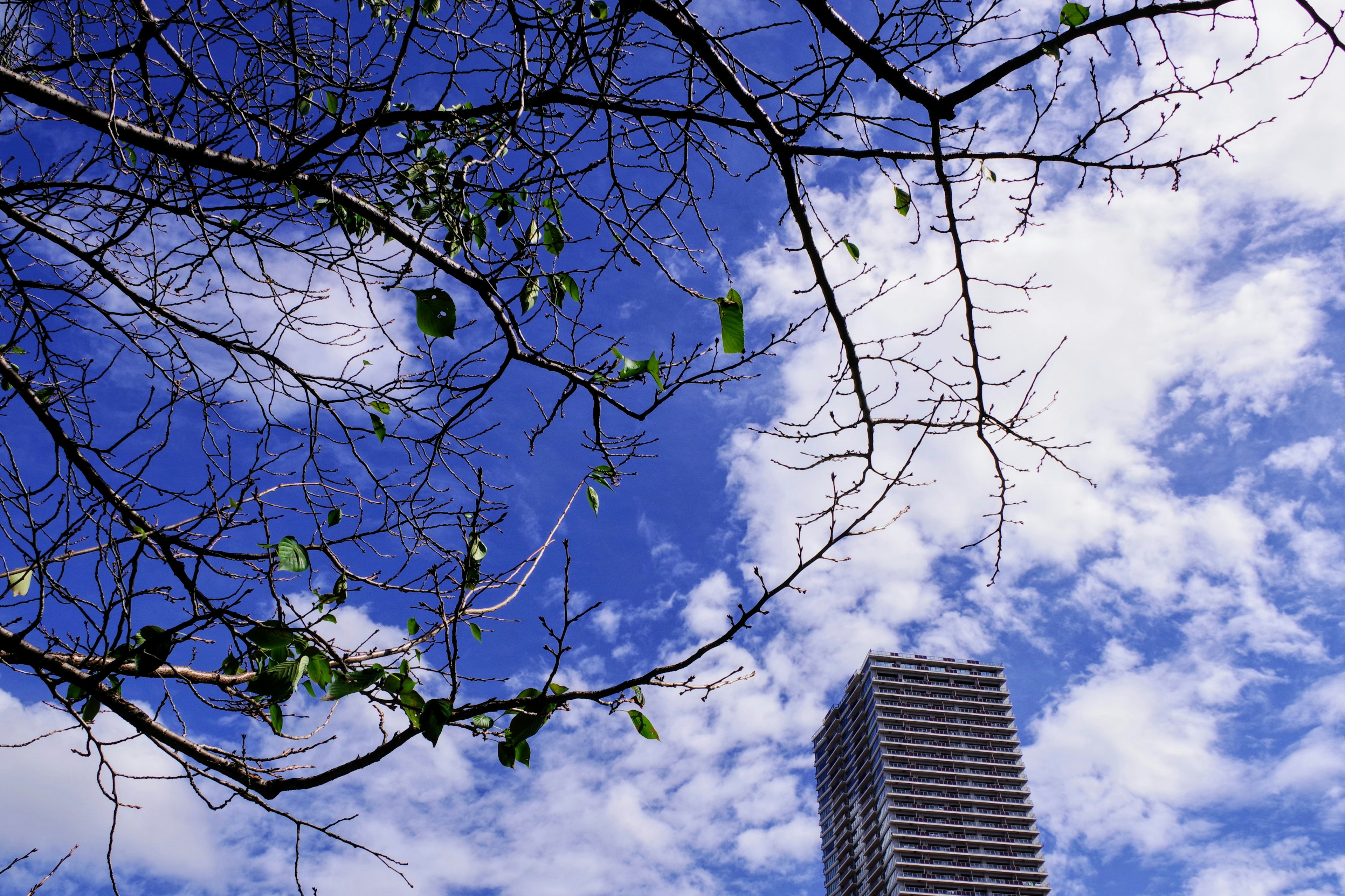 青い空と白い雲の中に見える高いビルと枝