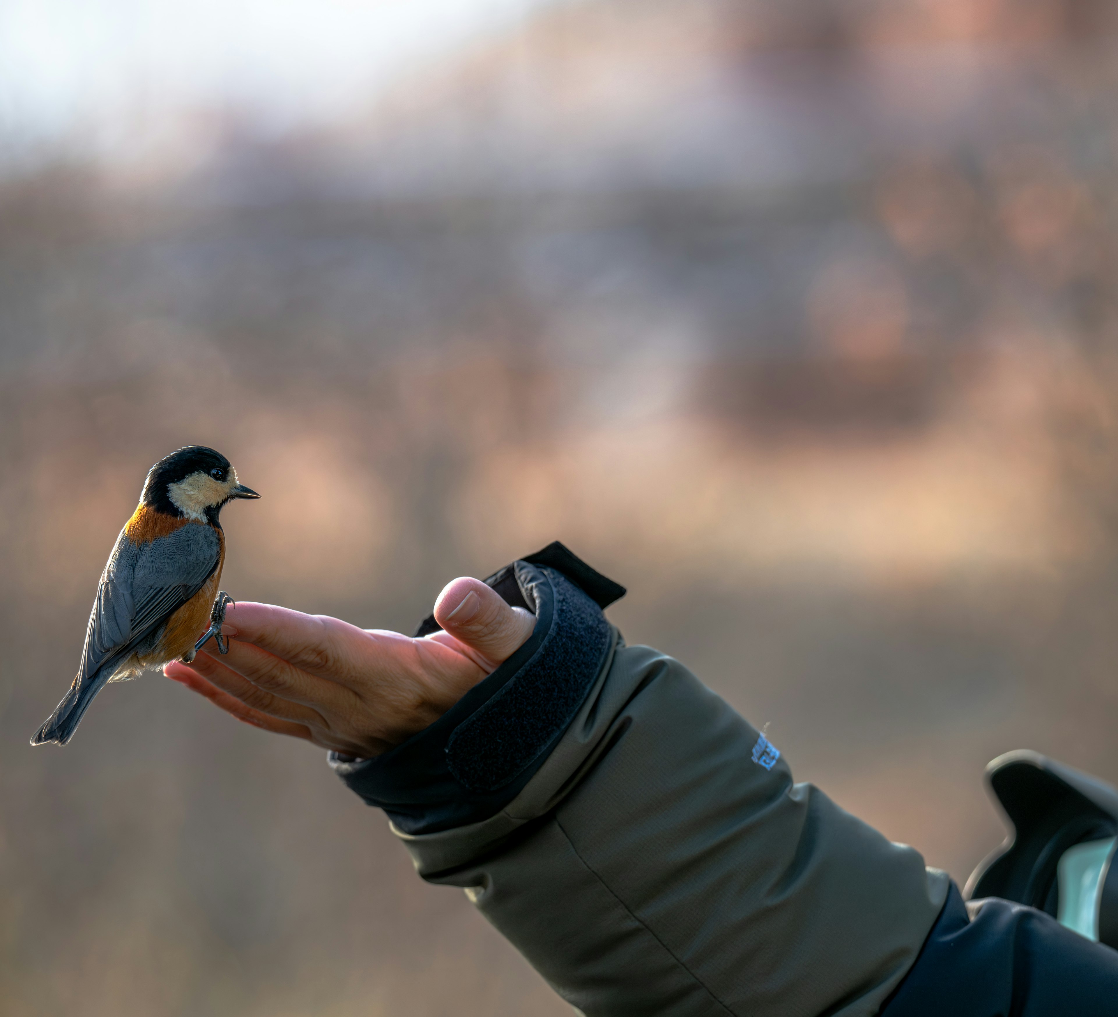 Un petit oiseau perché sur une main tendue avec un arrière-plan naturel flou