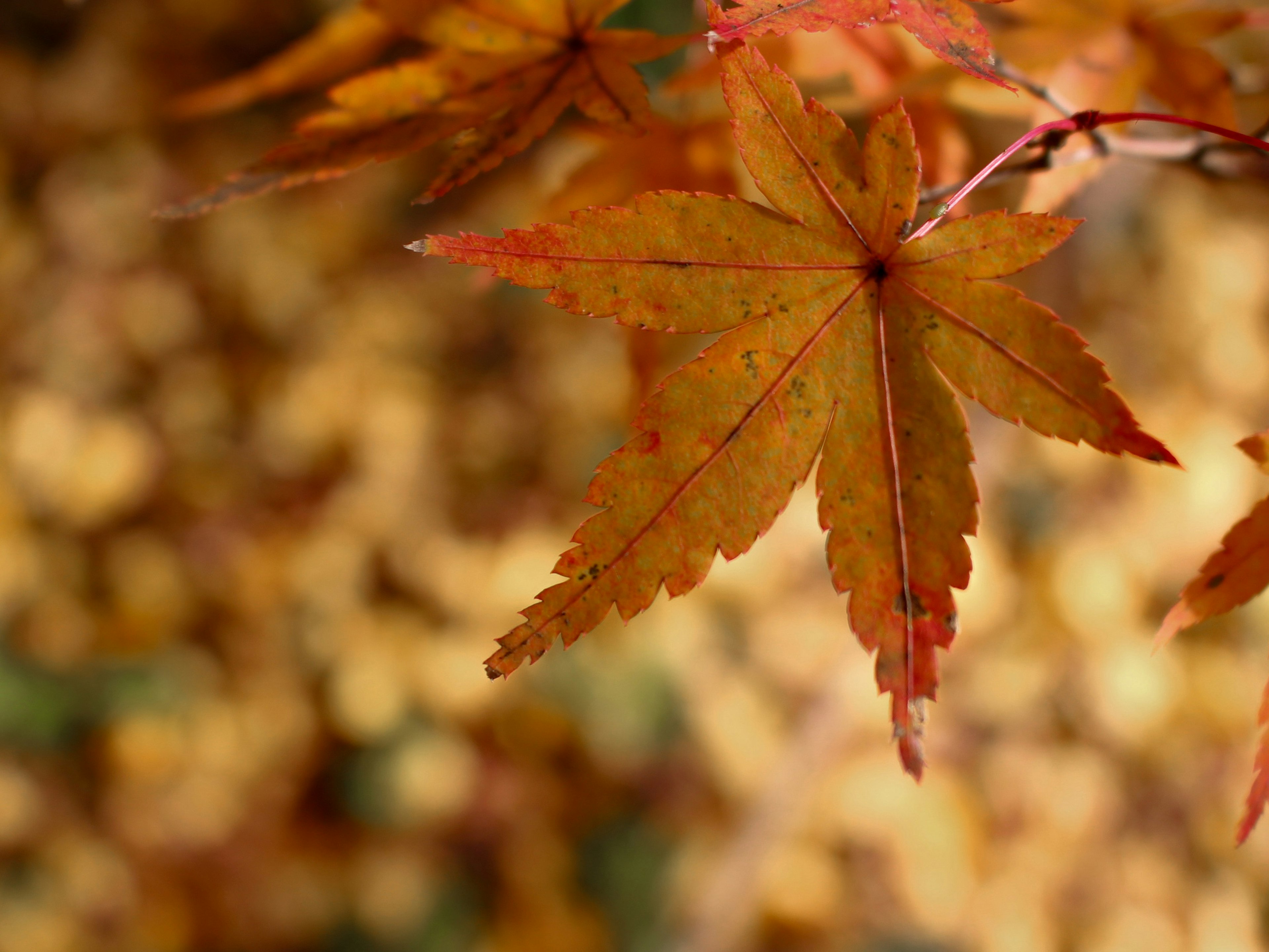 Maple leaves in vibrant autumn colors with a blurred yellow background