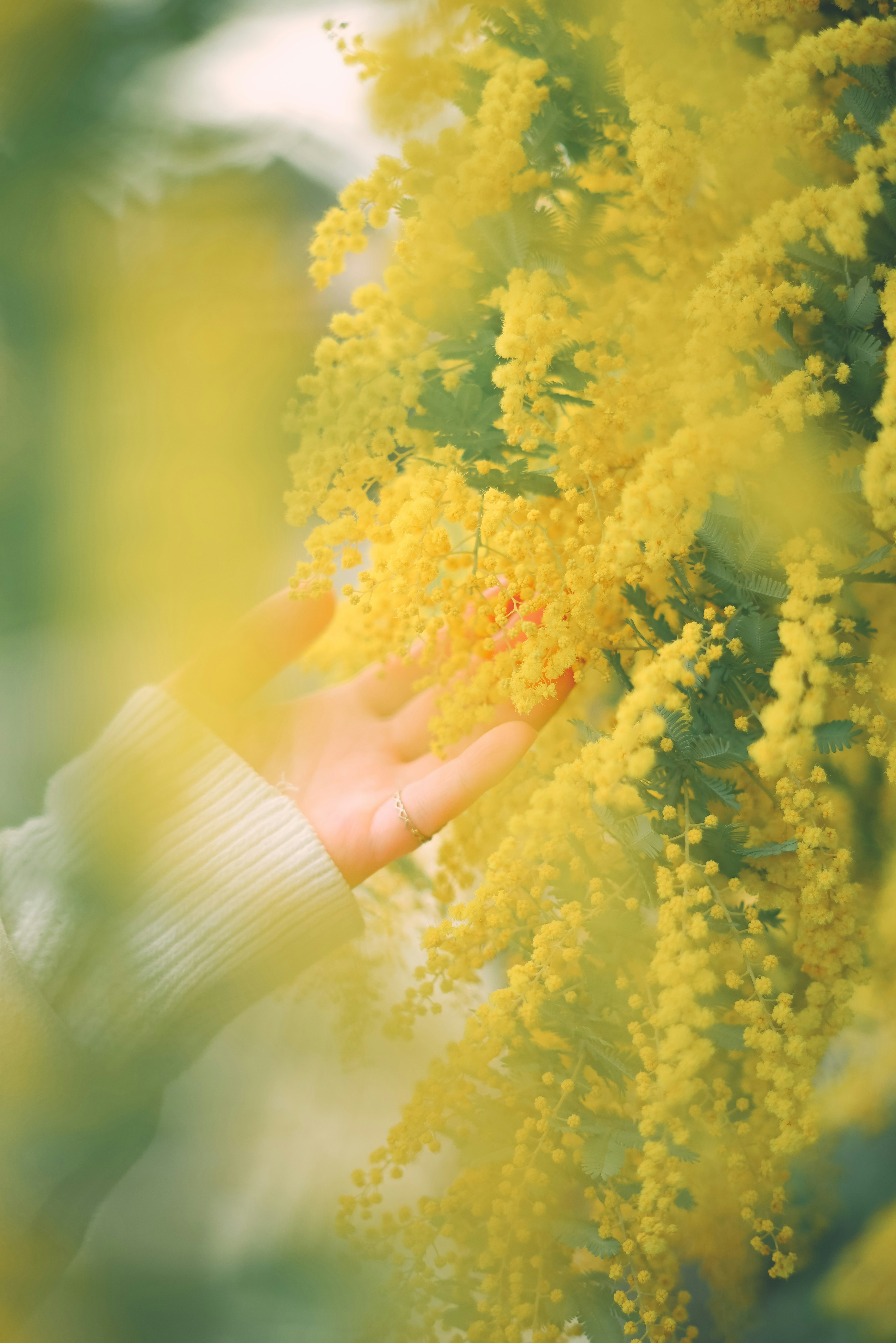 Eine Hand berührt leuchtend gelbe Blumen mit einem verschwommenen Hintergrund