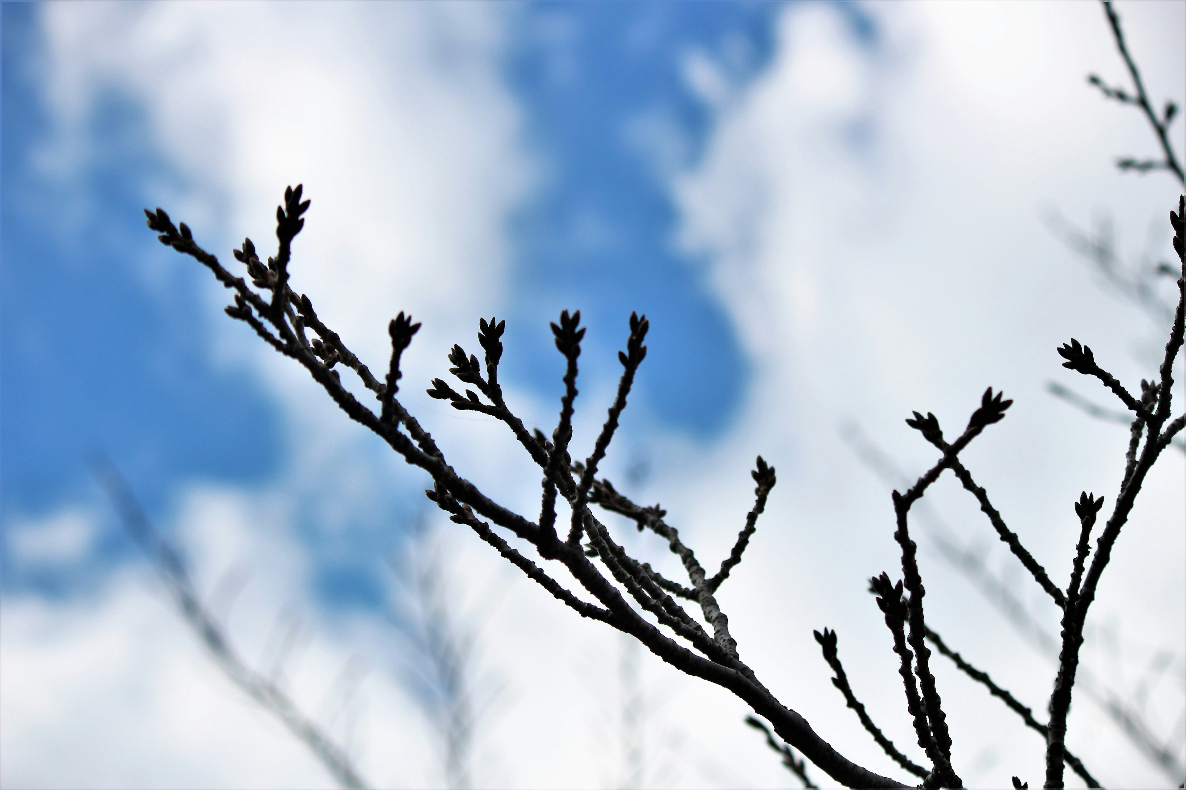 青空と白い雲の下にある細い木の枝と新芽