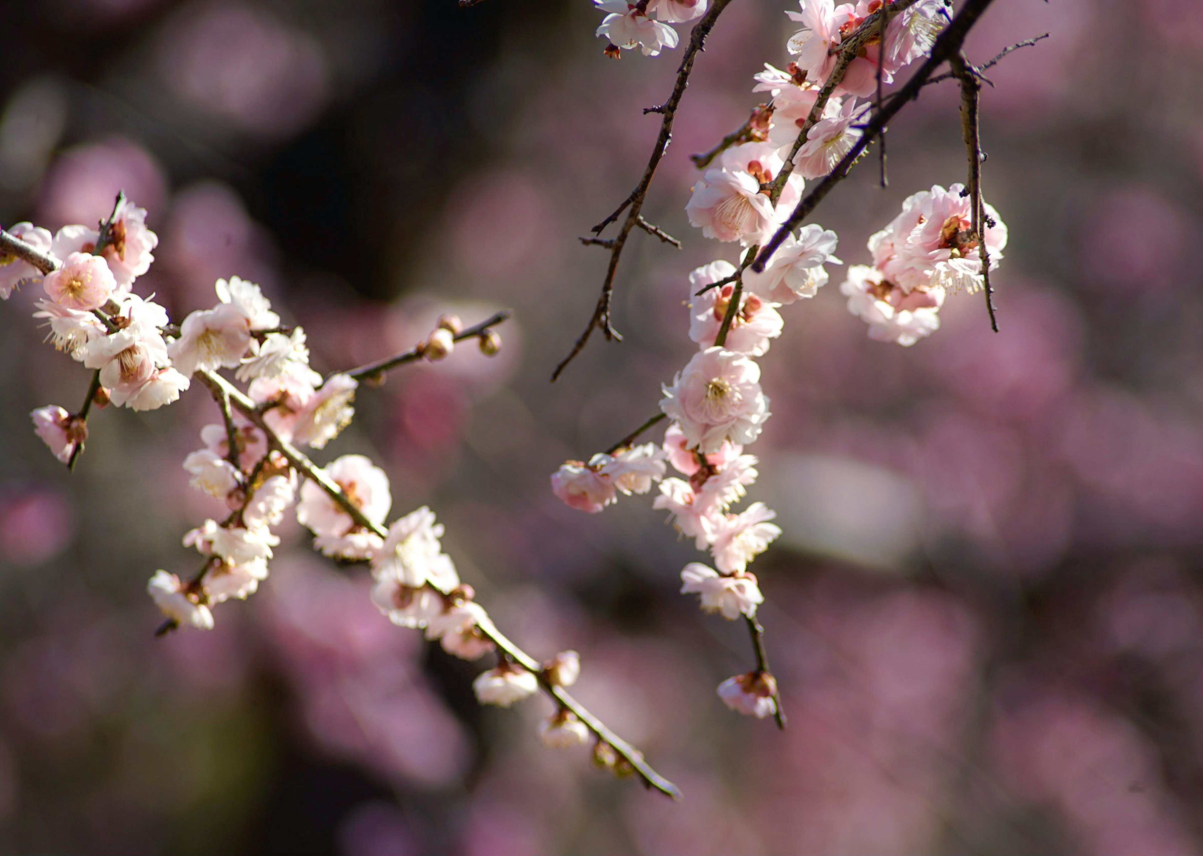 桜の花が咲いている枝のクローズアップで淡いピンク色の花びらが特徴的