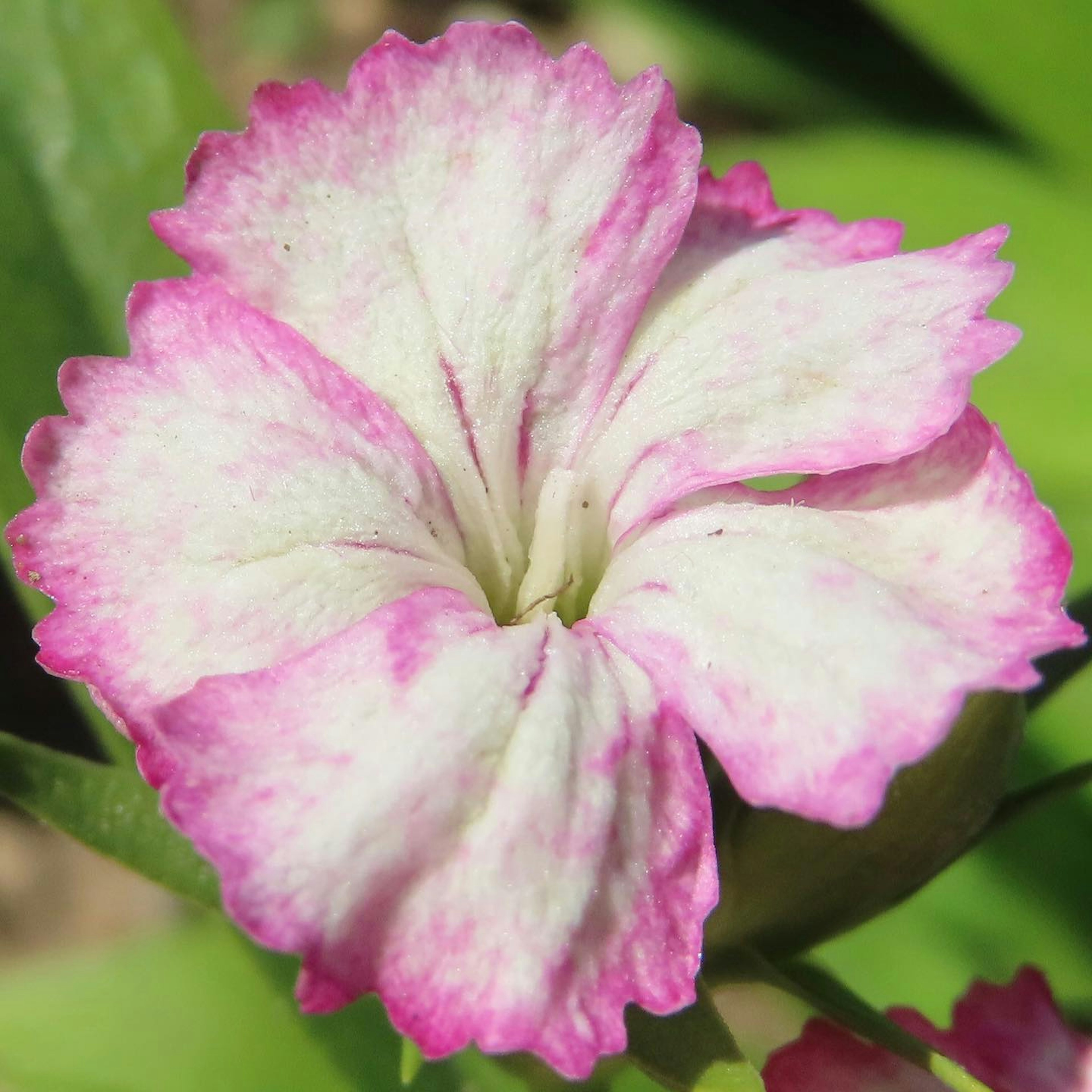 Beautiful flower with white and pink petals