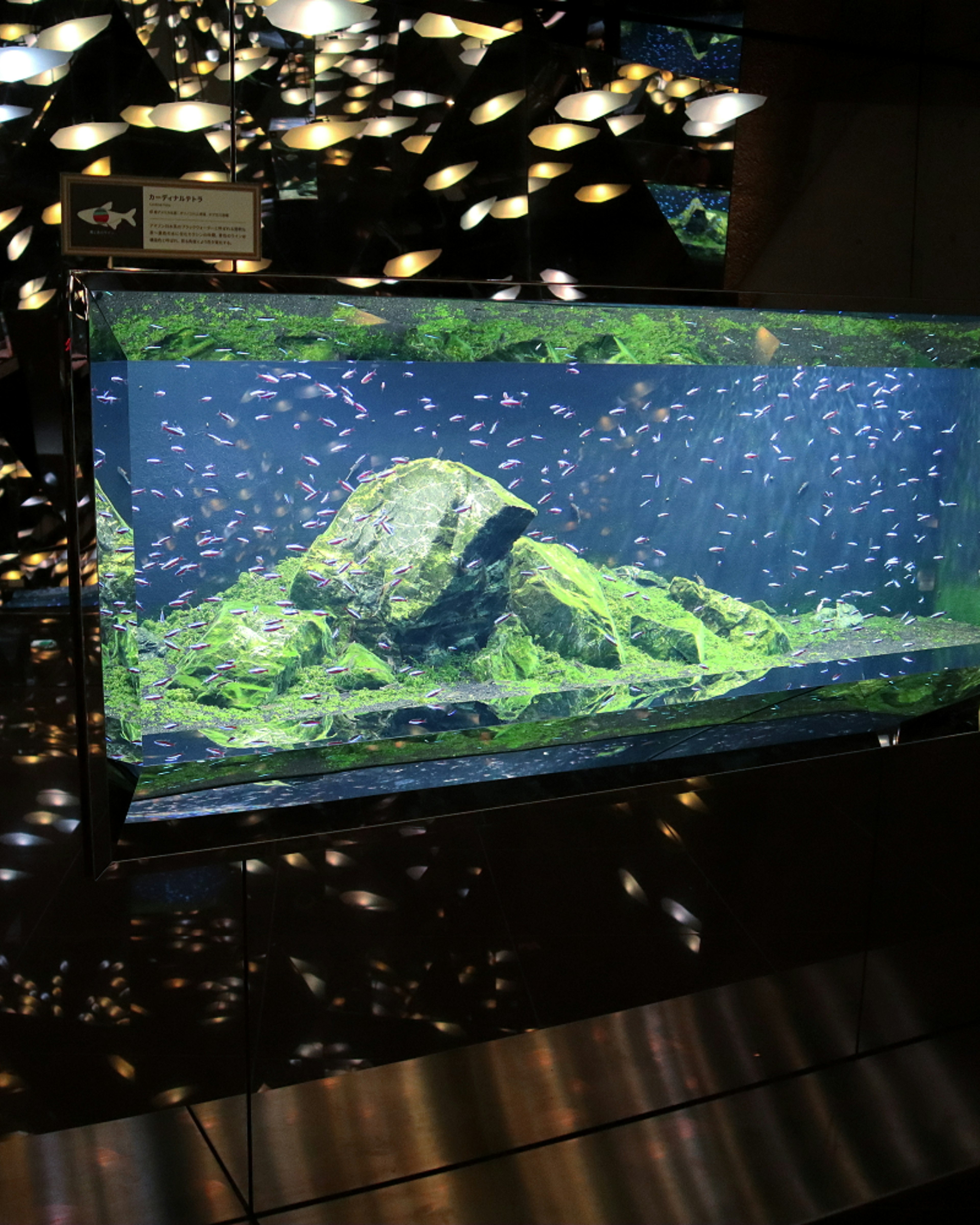 Scène d'aquarium avec des petits poissons nageant autour de rochers et de plantes aquatiques