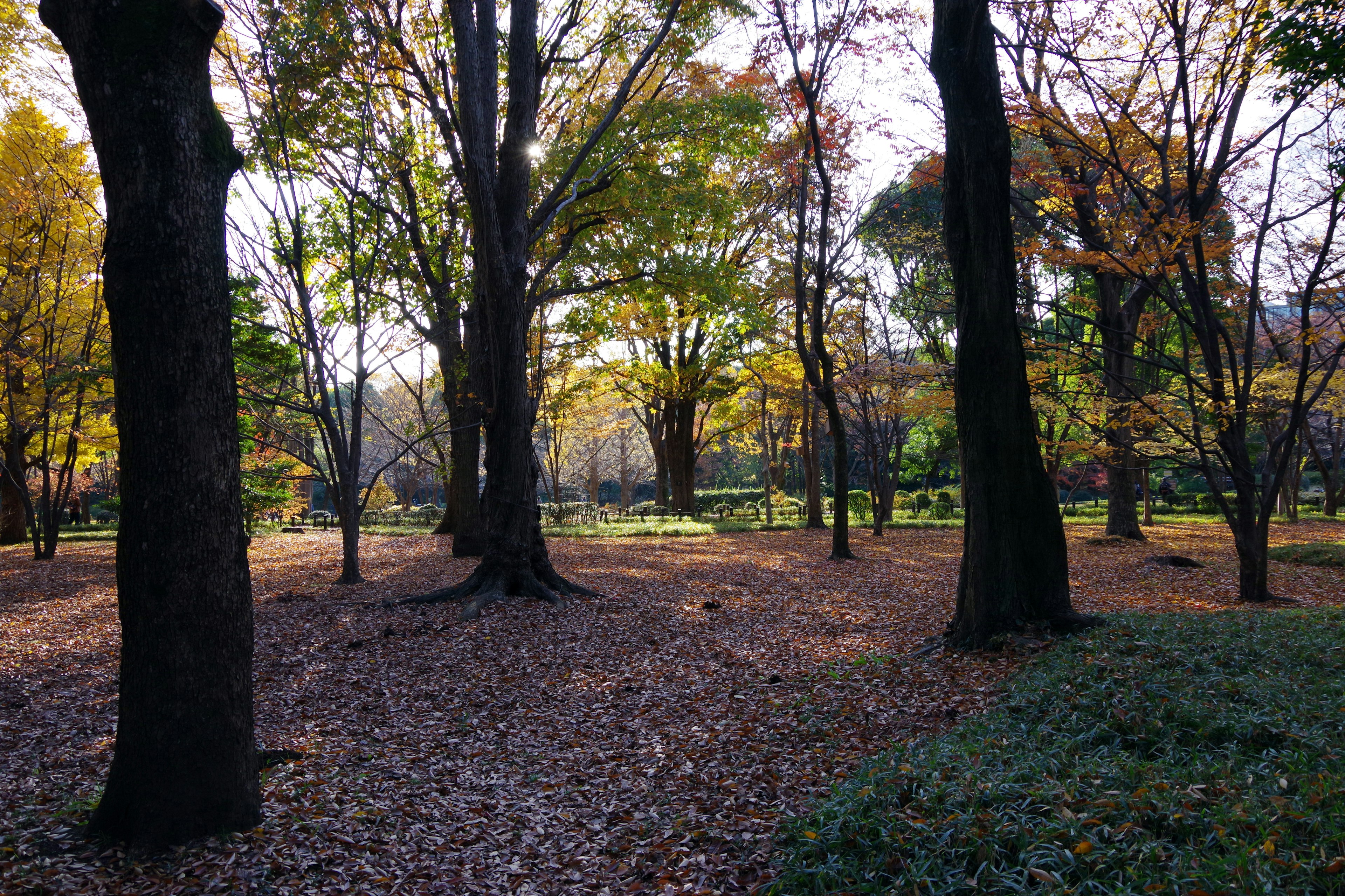 Escena de bosque en otoño con hojas caídas