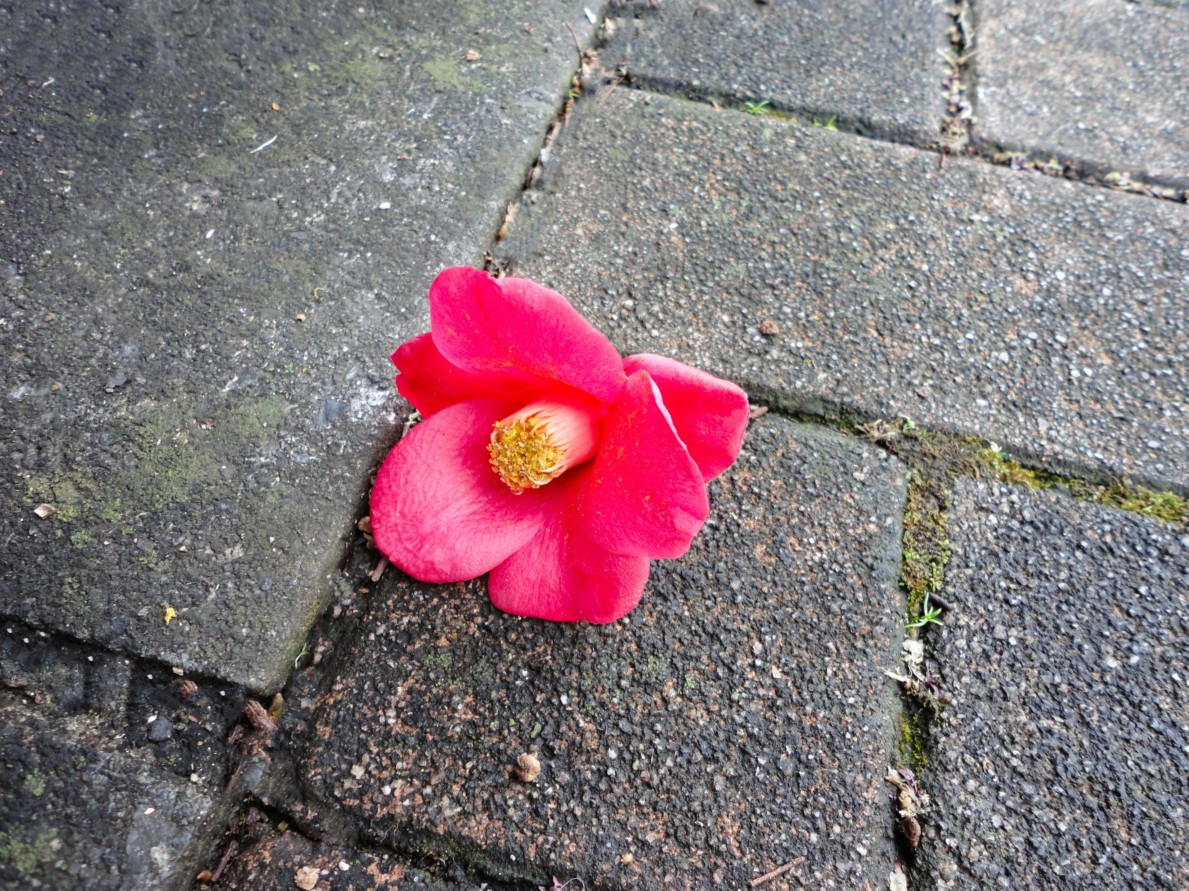 Un pétale de fleur rose reposant sur un pavé en pierre