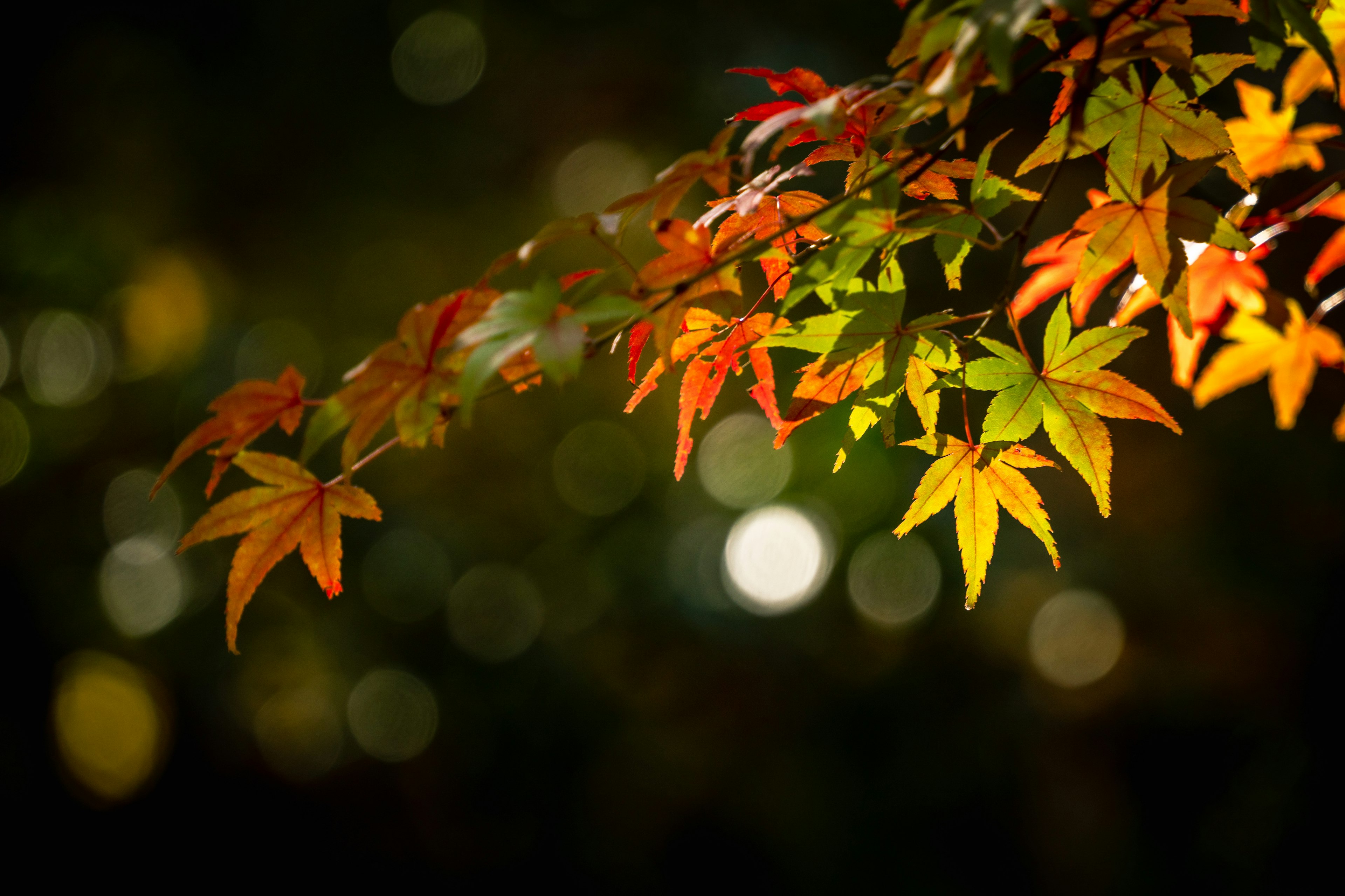 鮮やかな紅葉の葉が暗い背景に映える