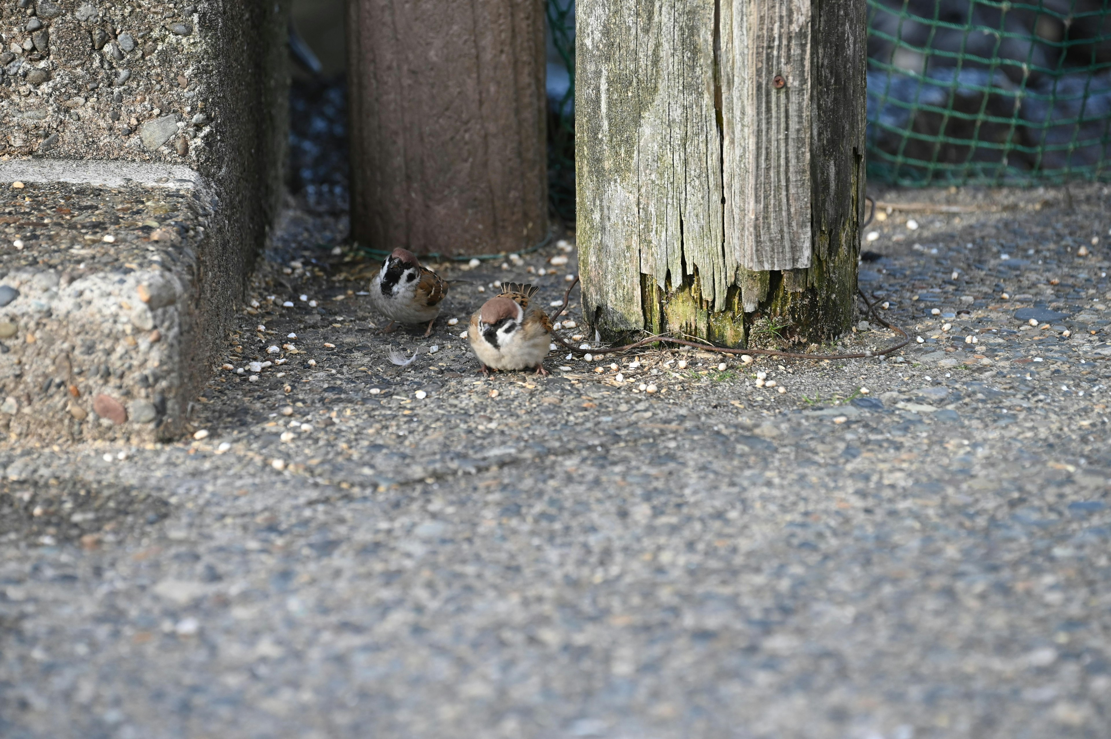 Due piccoli uccelli vicino a un palo di legno