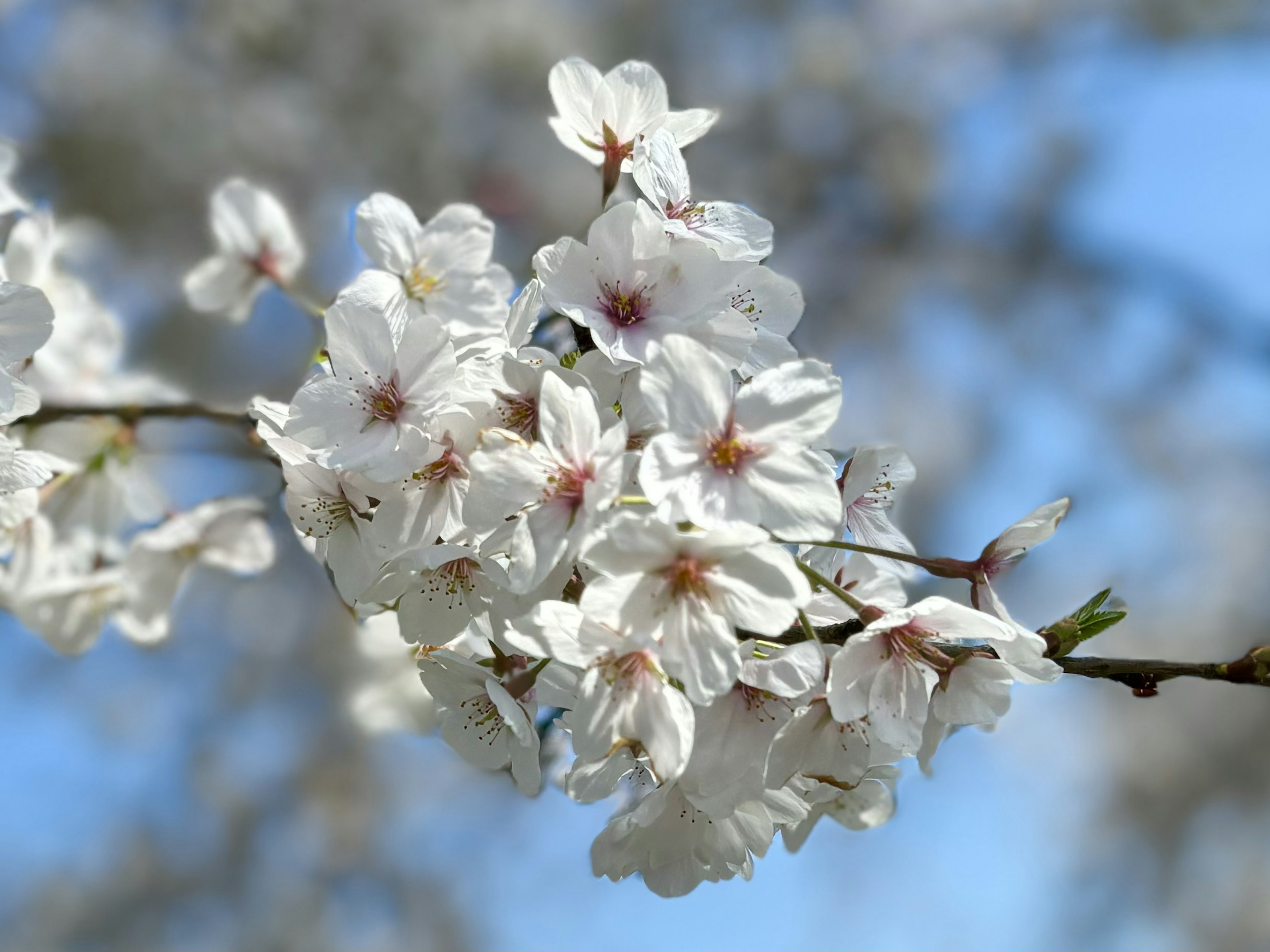 青空の下に咲く白い桜の花のクローズアップ