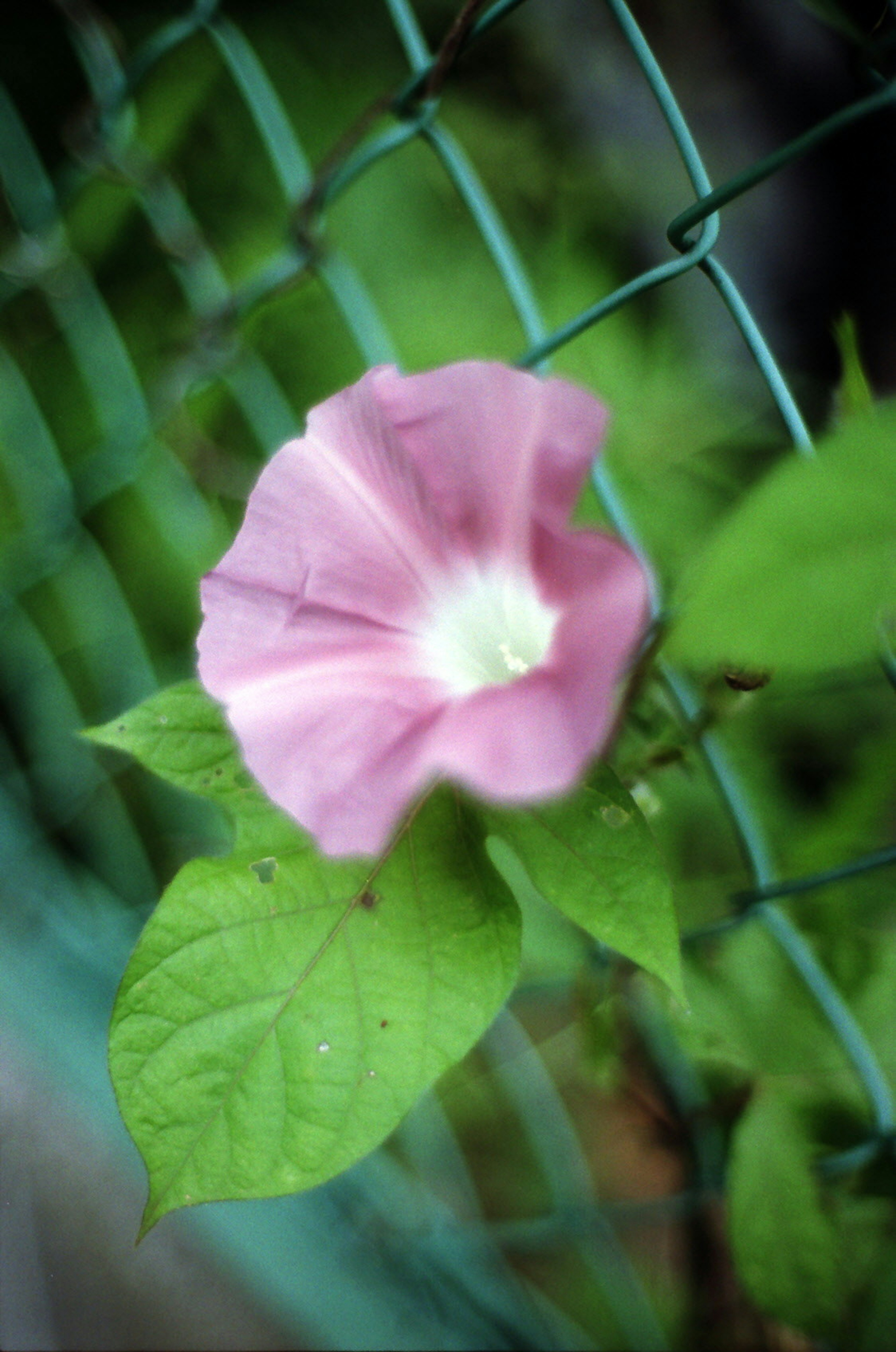 緑のフェンスに咲く薄いピンク色の花と緑の葉