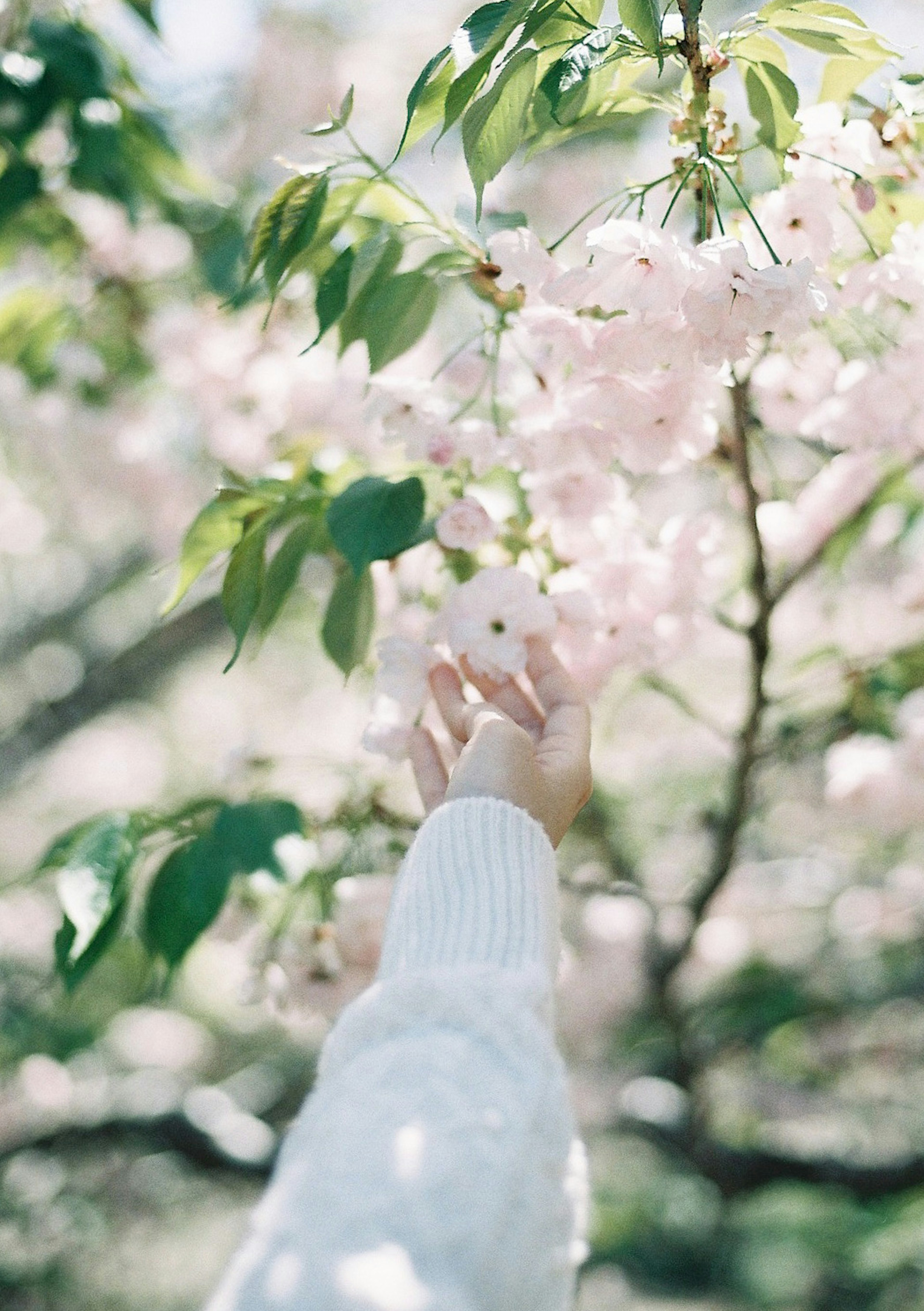 桜の花に手を伸ばす白いセーターを着た手