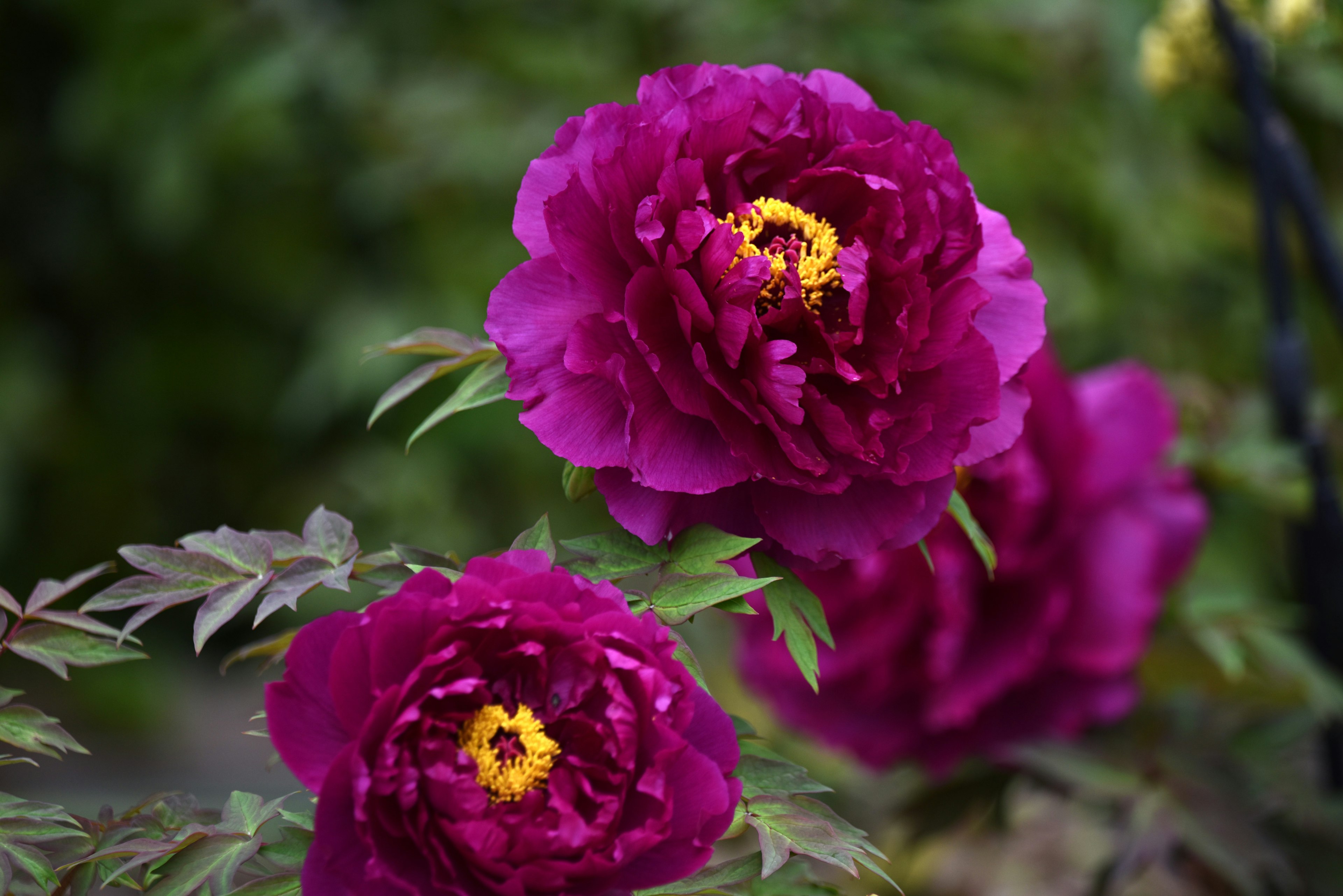 Fleurs de pivoine roses vibrantes en pleine floraison dans un jardin