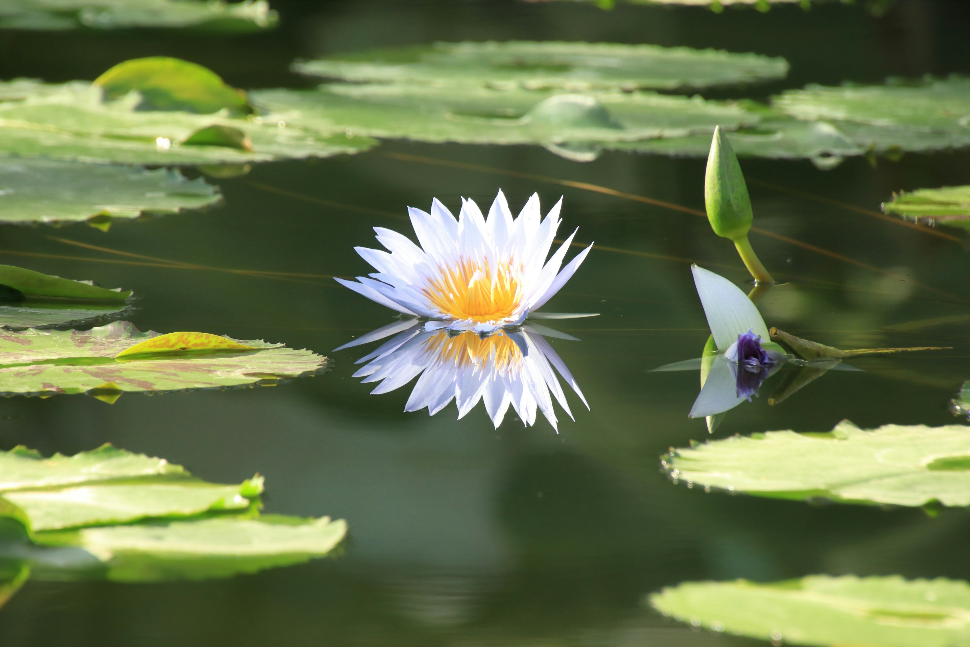 Loto bianco che galleggia sull'acqua con il suo riflesso